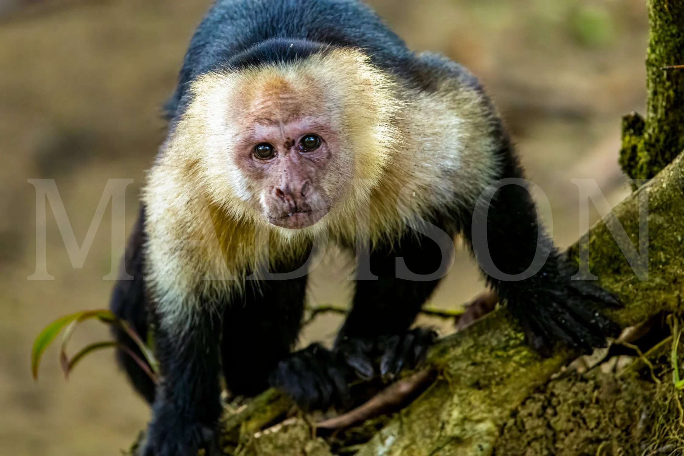 Eyes of the Elder