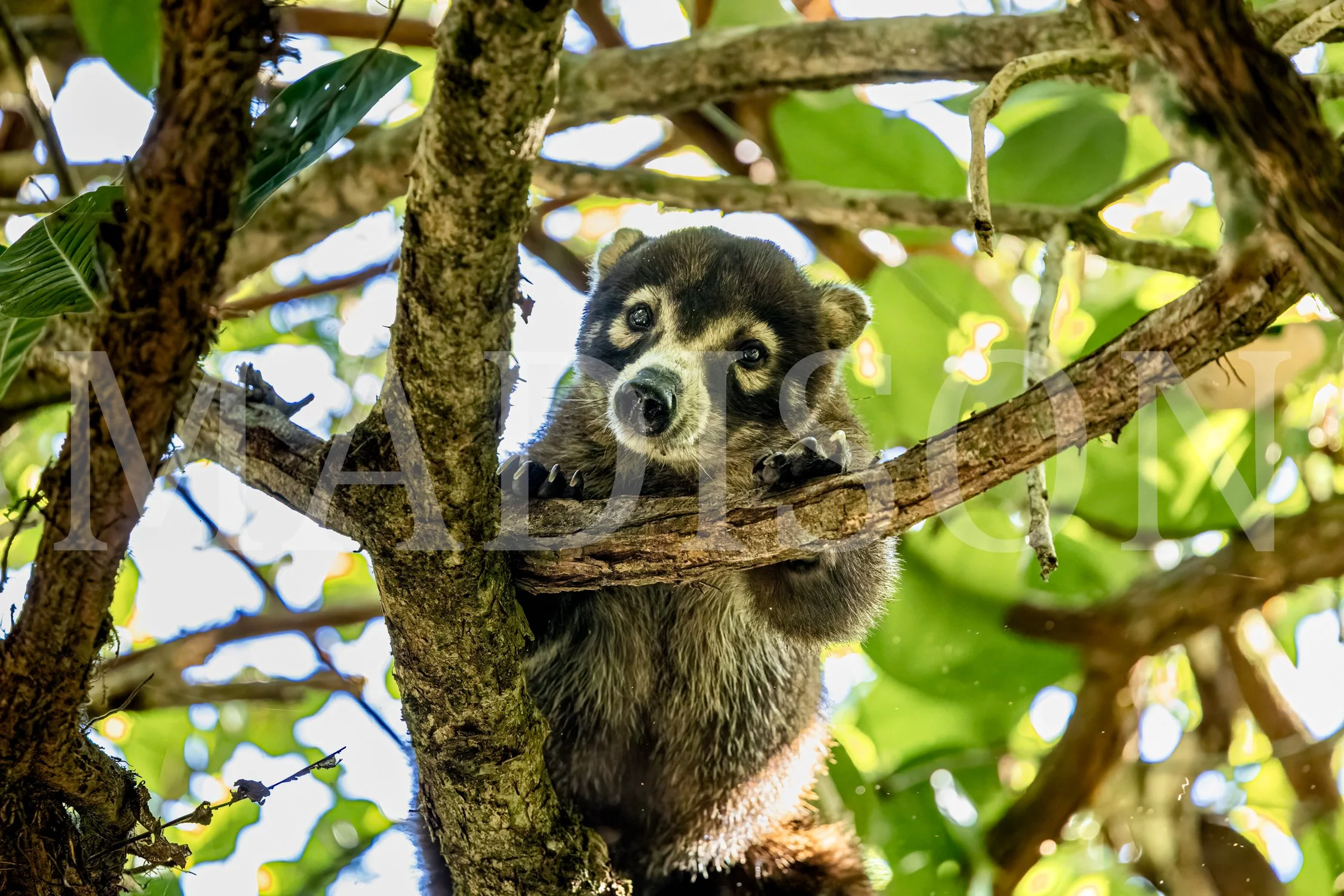 Coati's Silent Watch