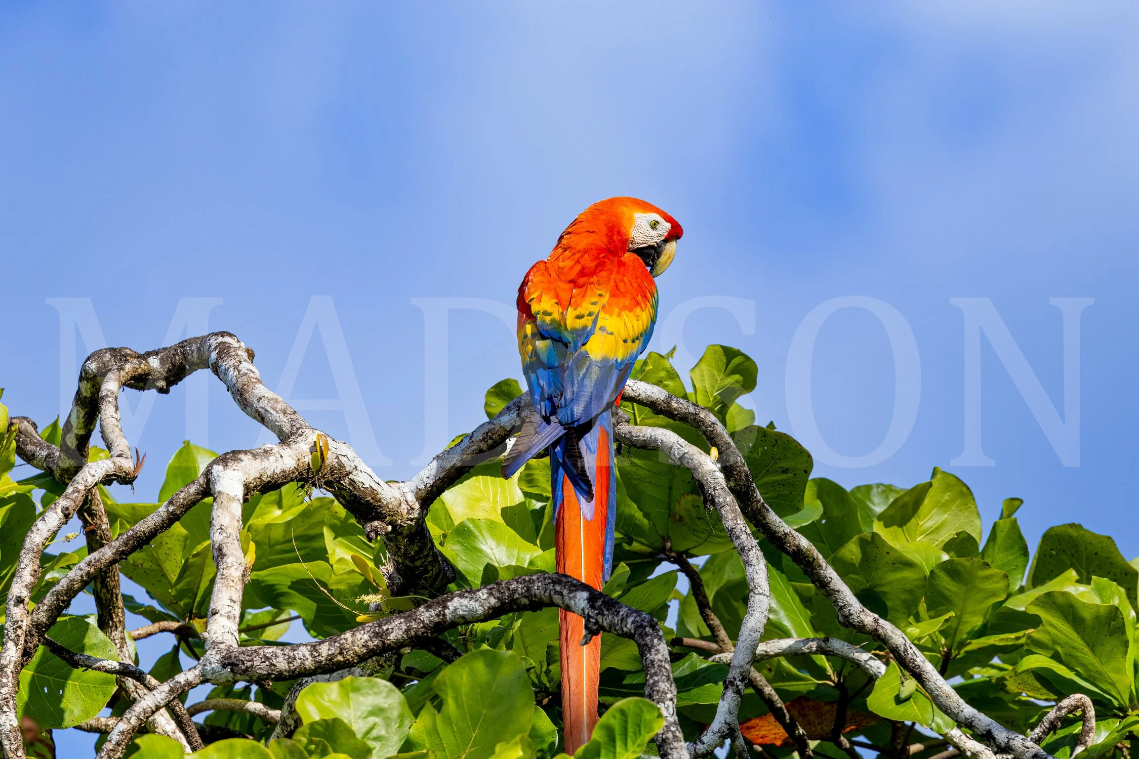 Colors Of The Jungle