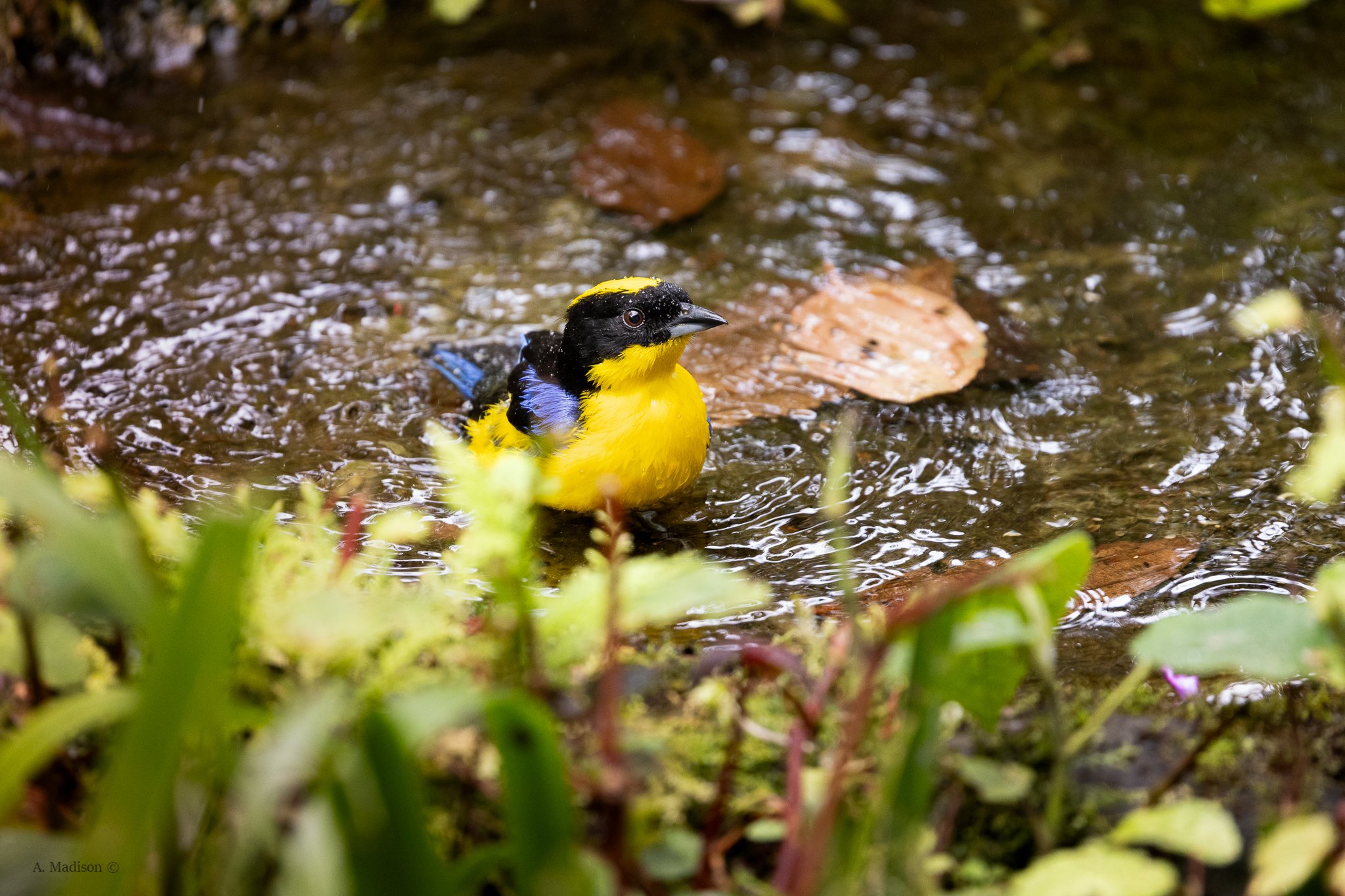 Shallow Stream