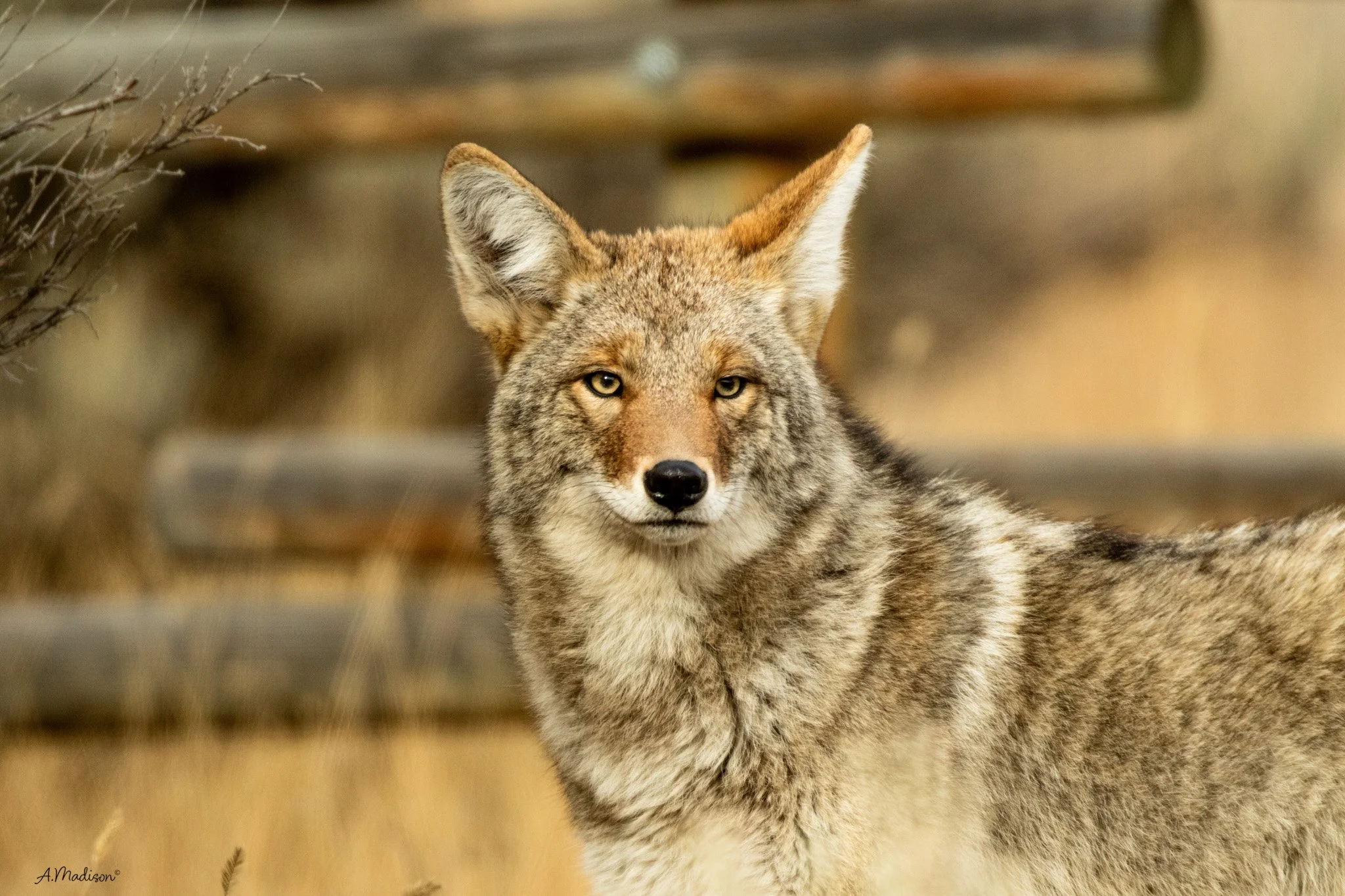 Golden Stare
