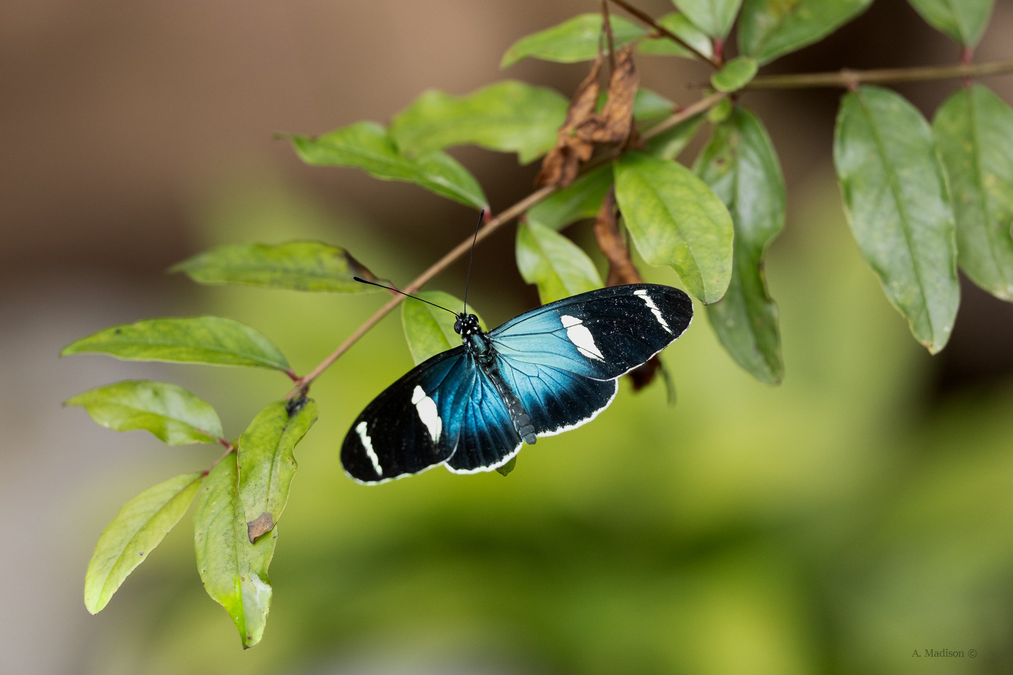 Sara Longwing