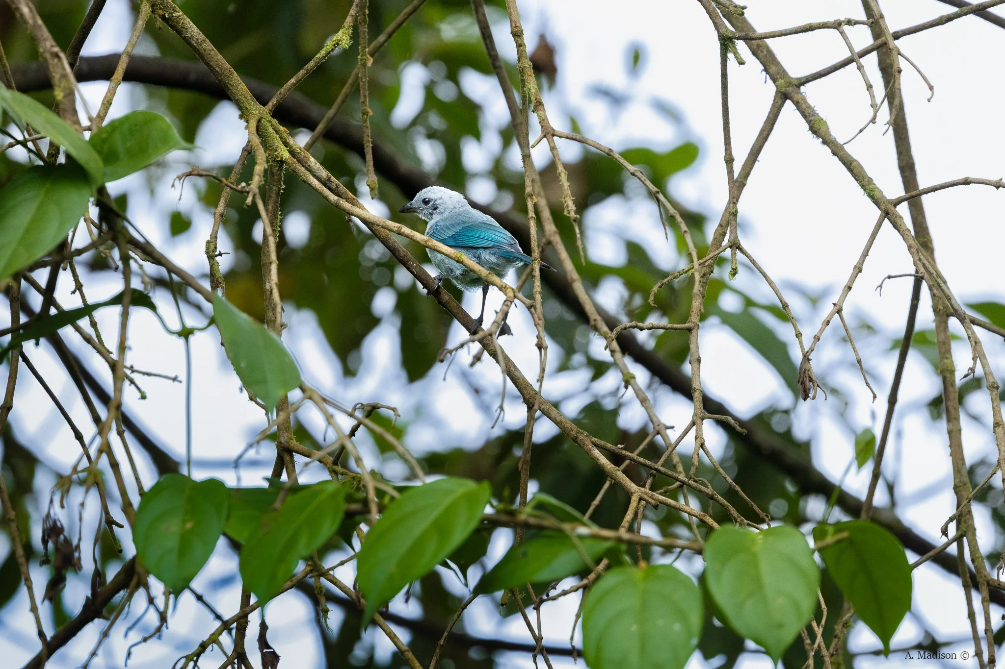 Hiding Tanager