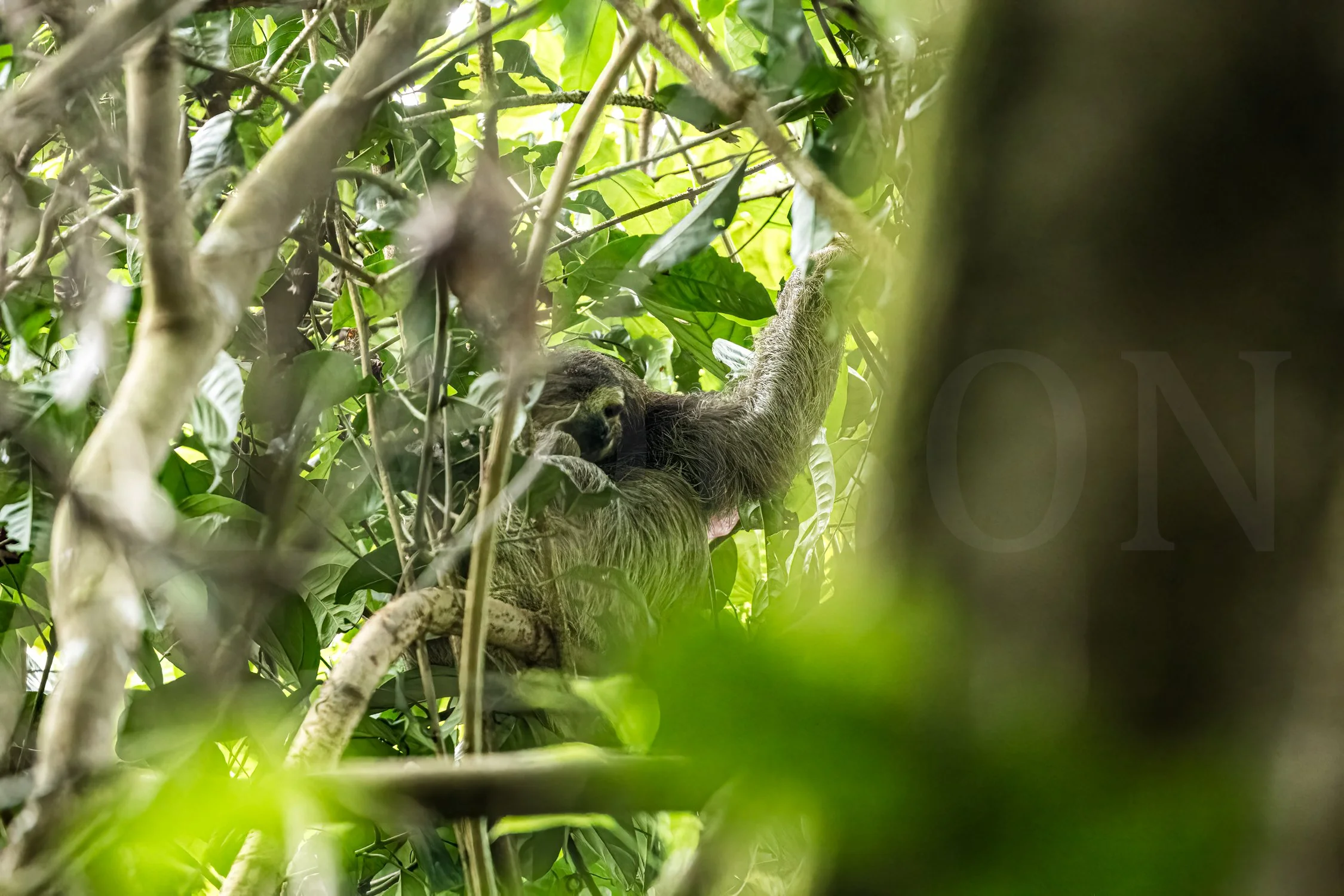 SLOTH!