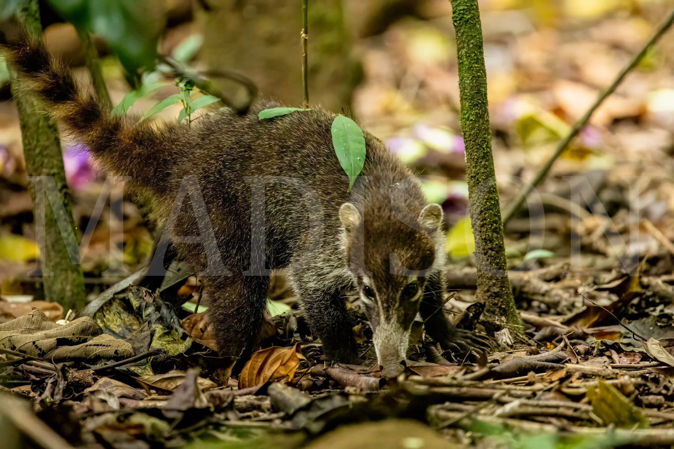 Young Coati