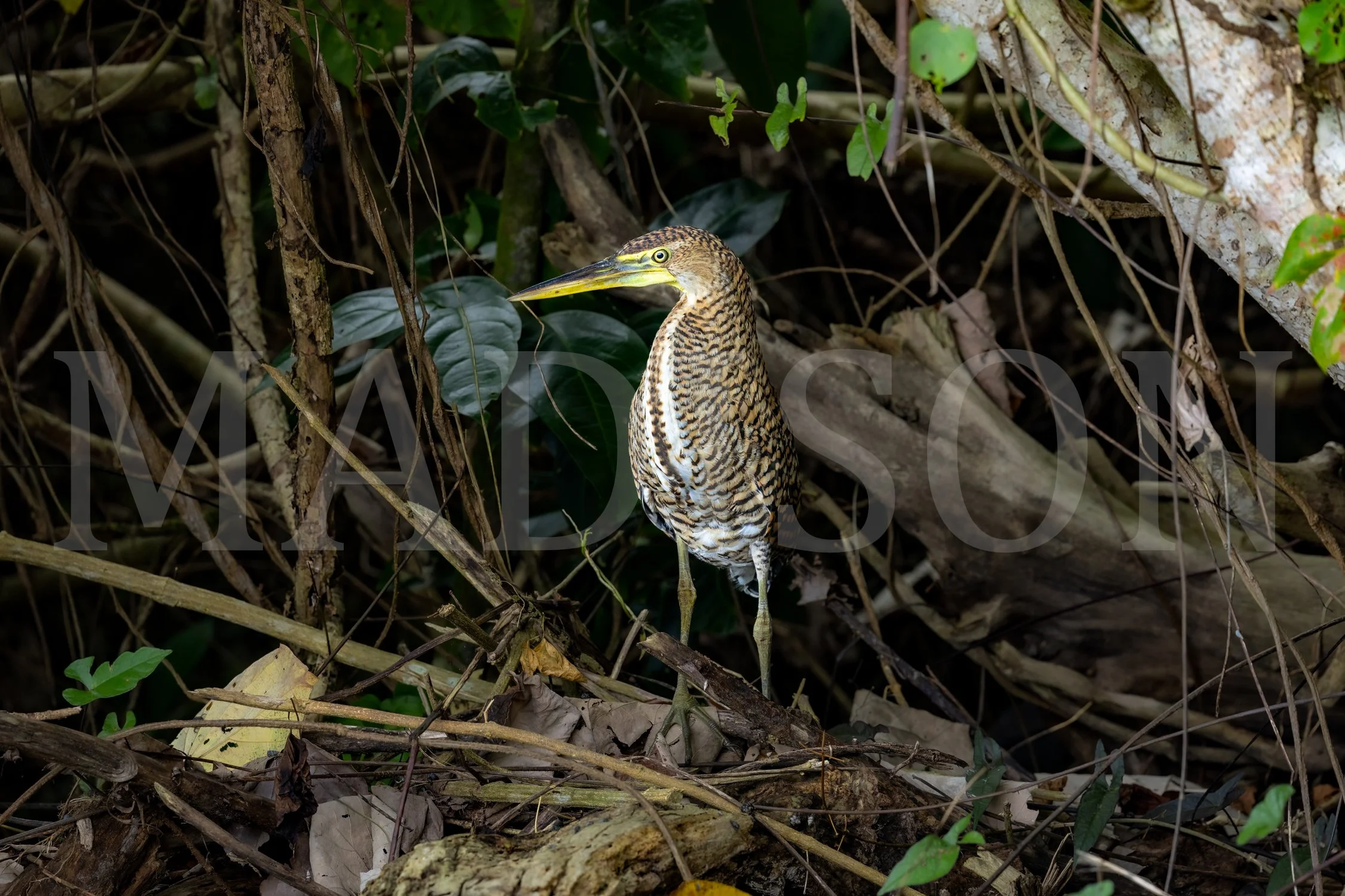 Tiger Heron