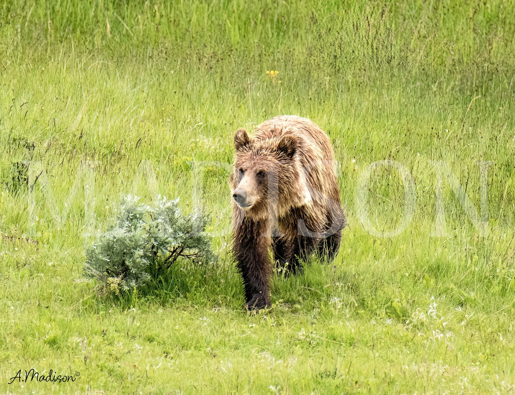 Young Bear Wet World