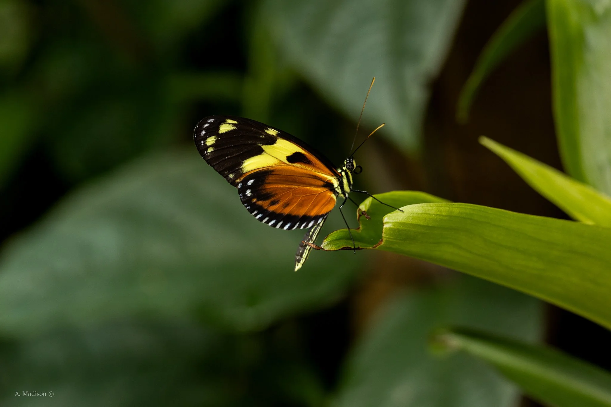 Heliconius Ismenius