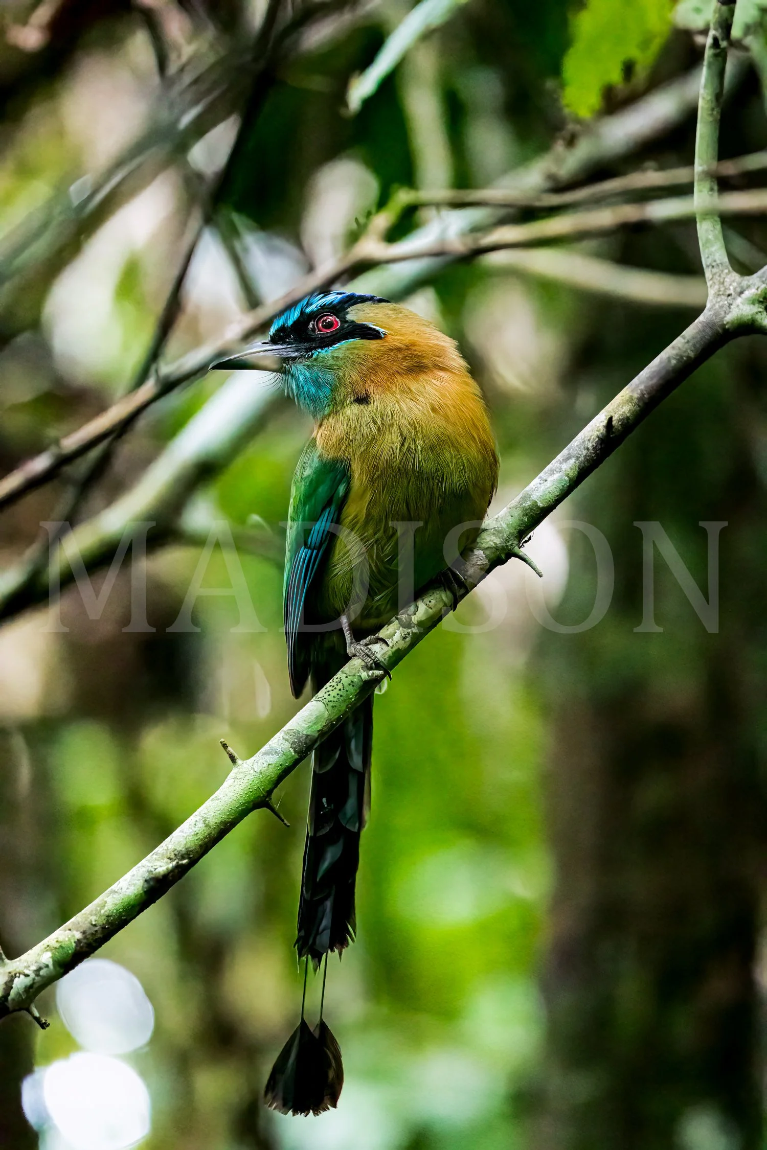 Jewel Of The Jungle