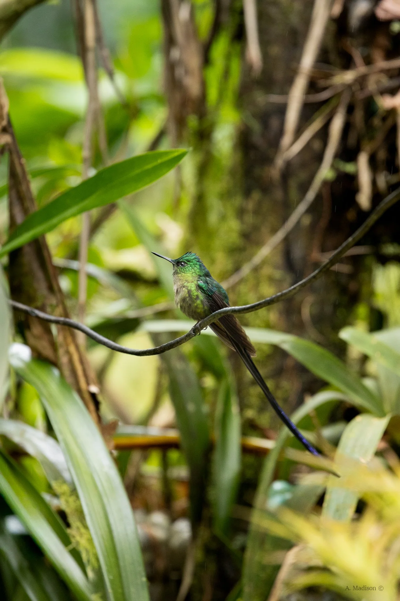 Heliodoxa