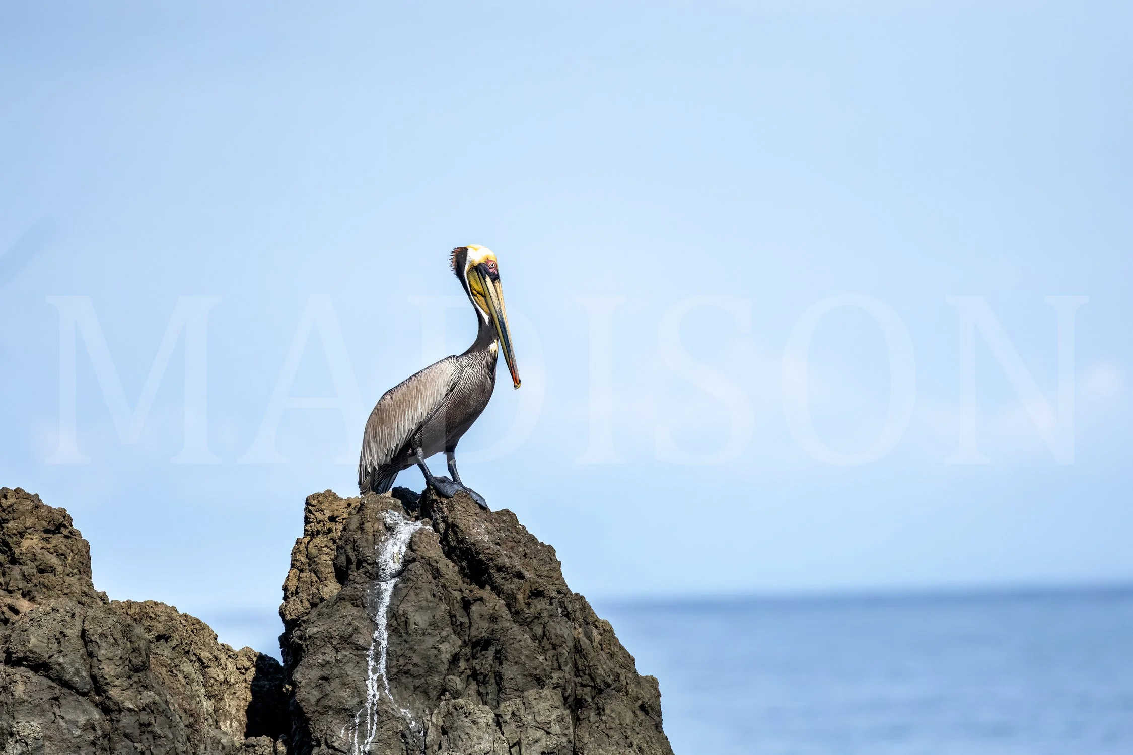 Pelican Watch