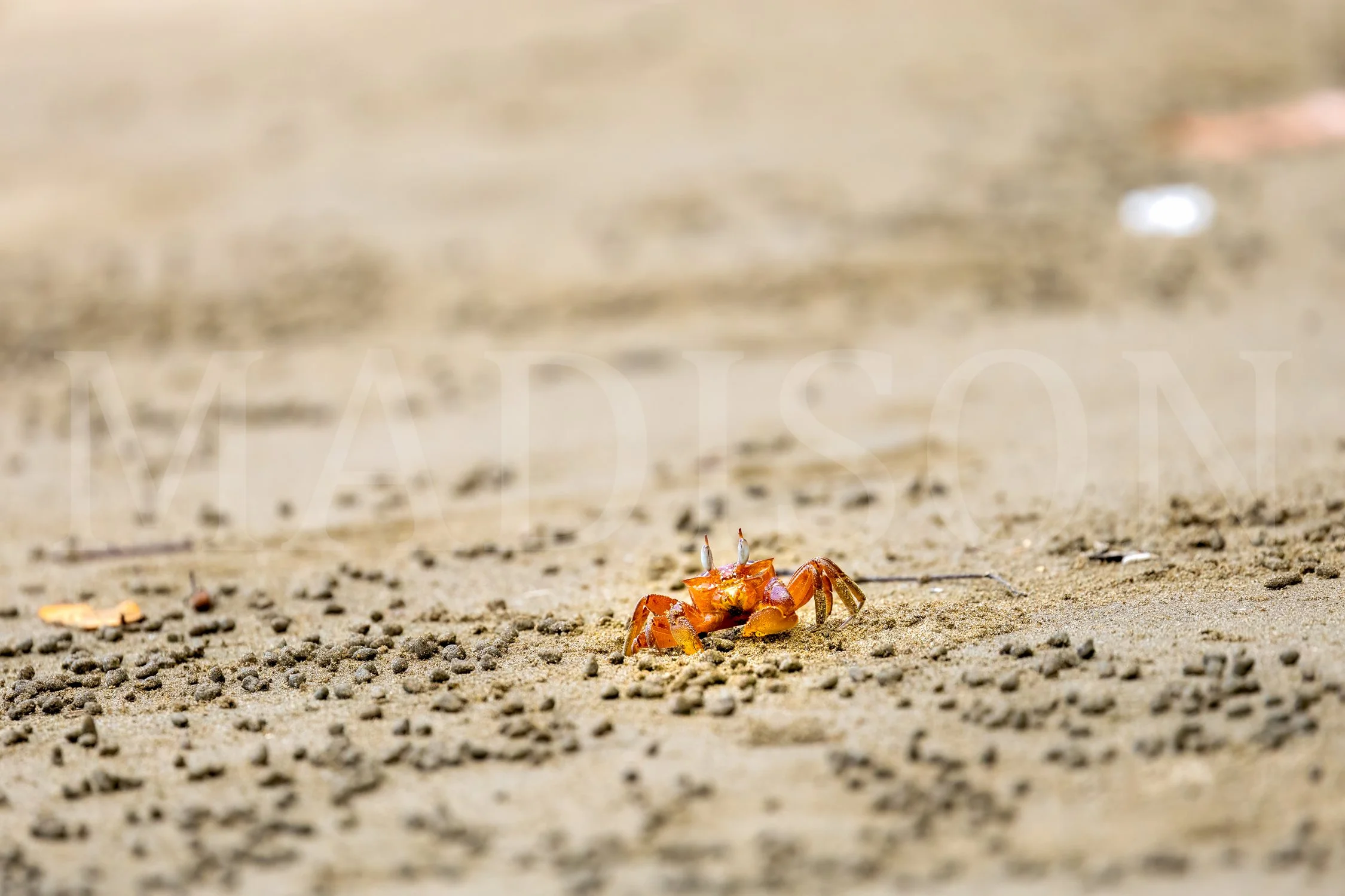 Sandy Stare