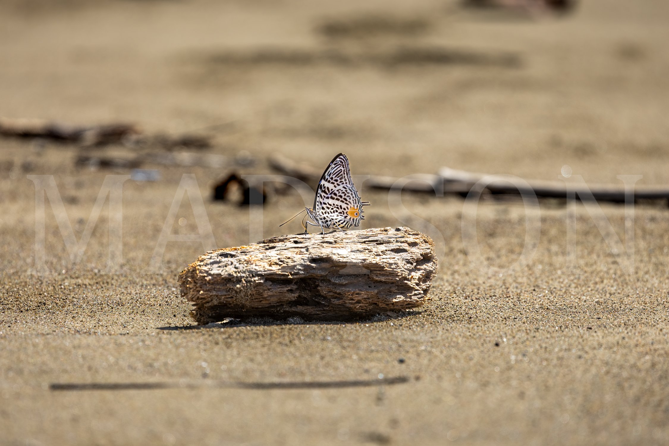 Driftwood Wings