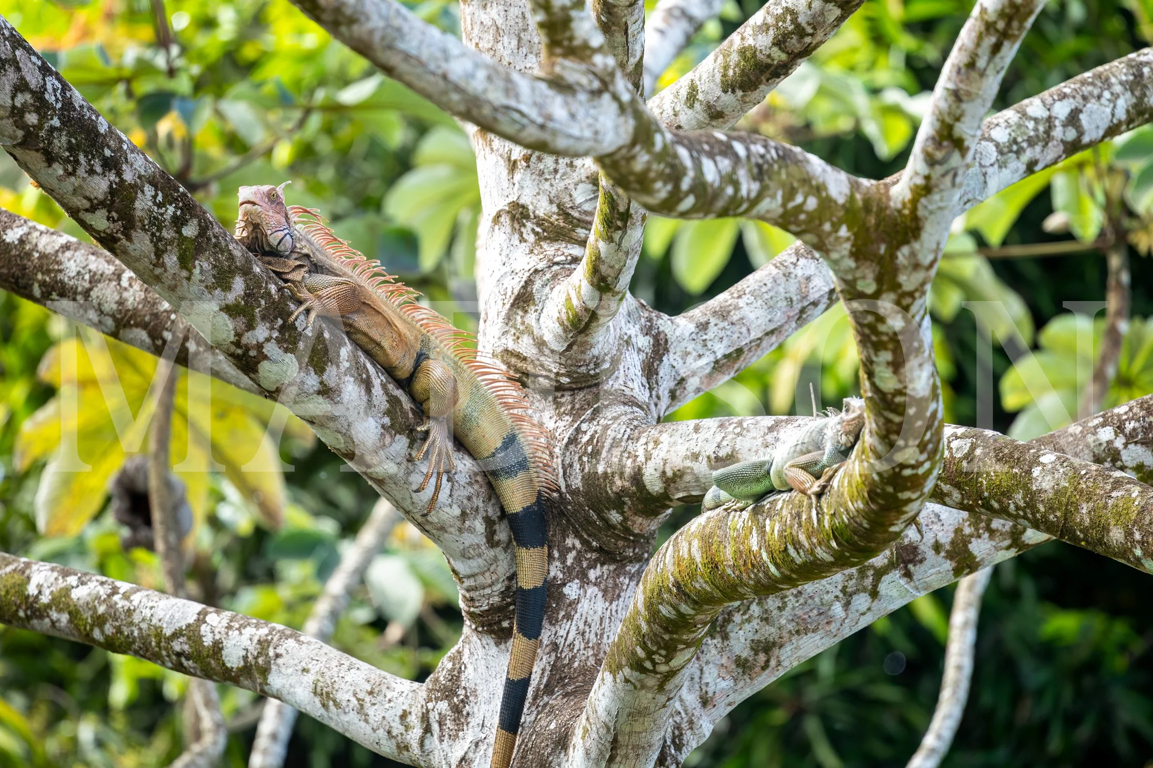 Branch Buddies
