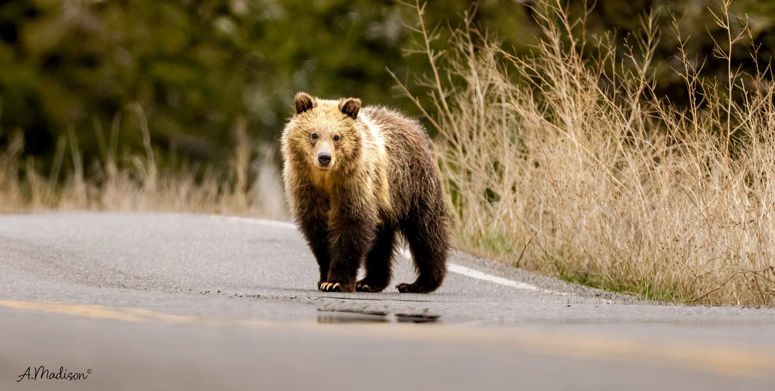 Bears