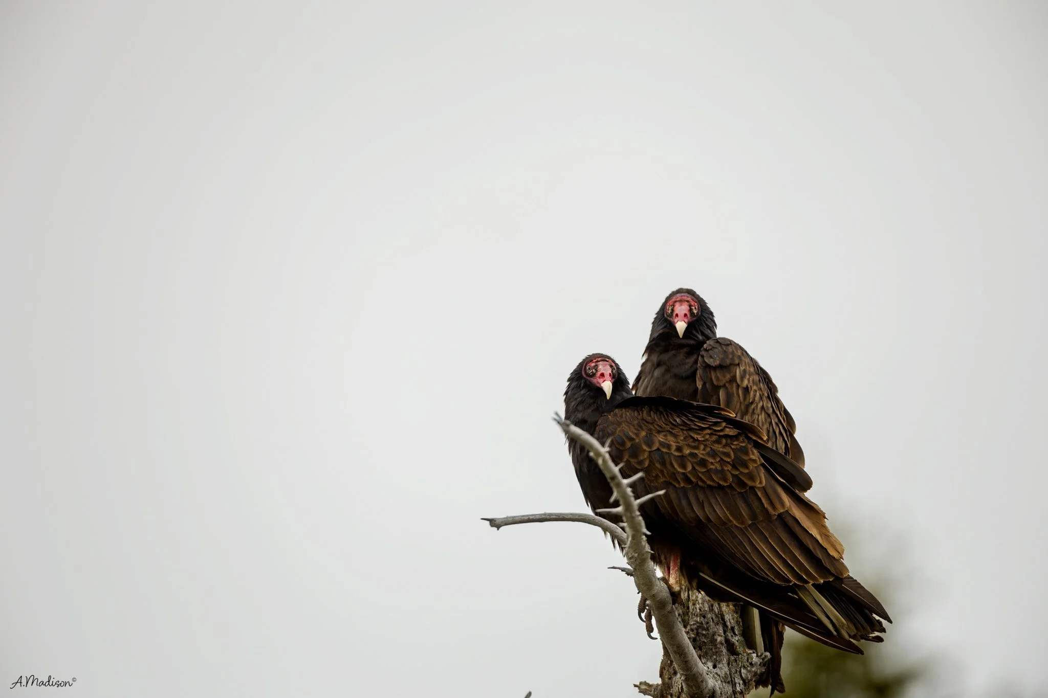 Vultures