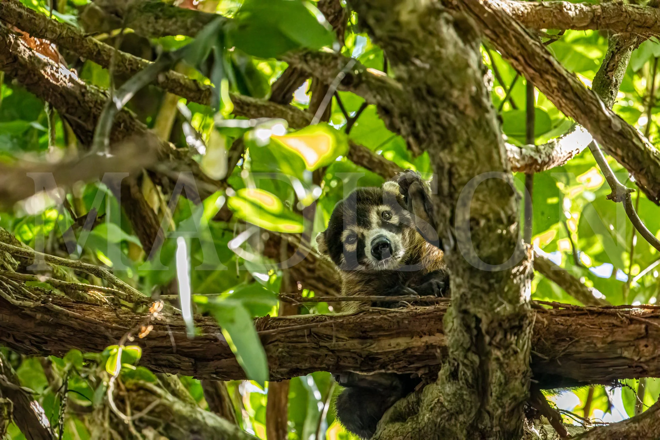 Curious Coati