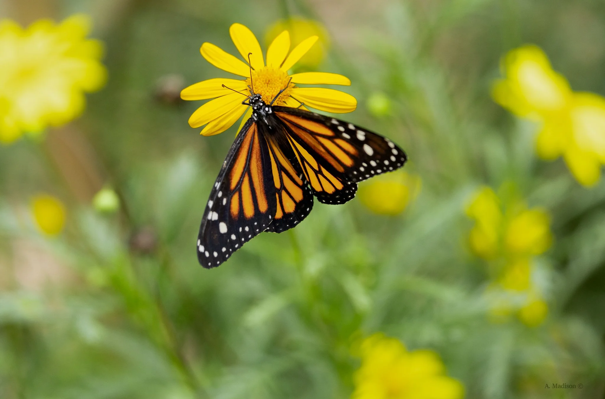 Monarch Butterfly