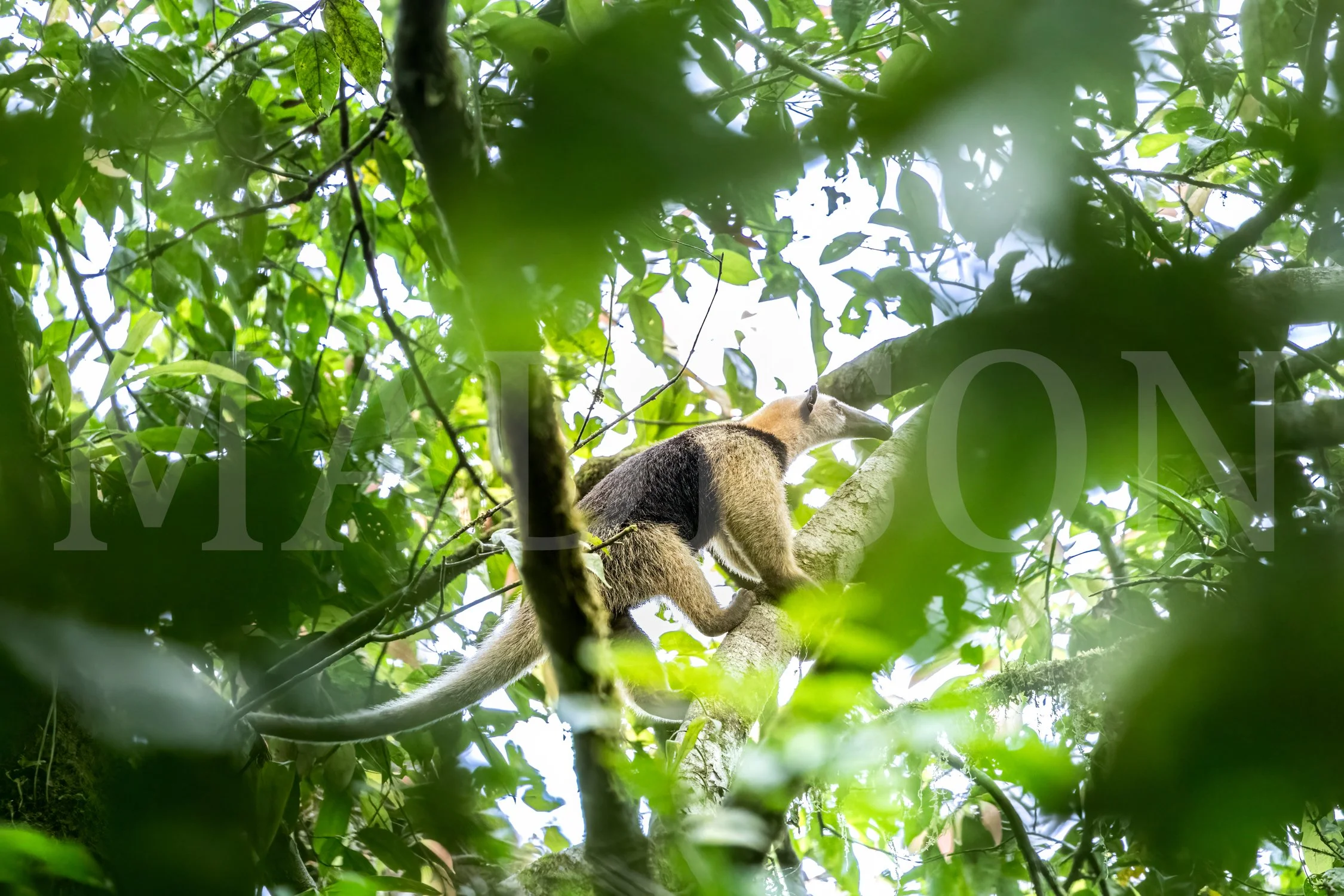 Anteater Adventure