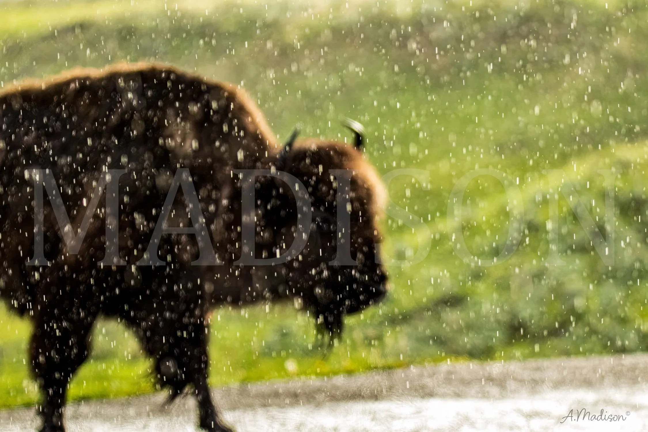 Rain+Kissed+2-1.jpg