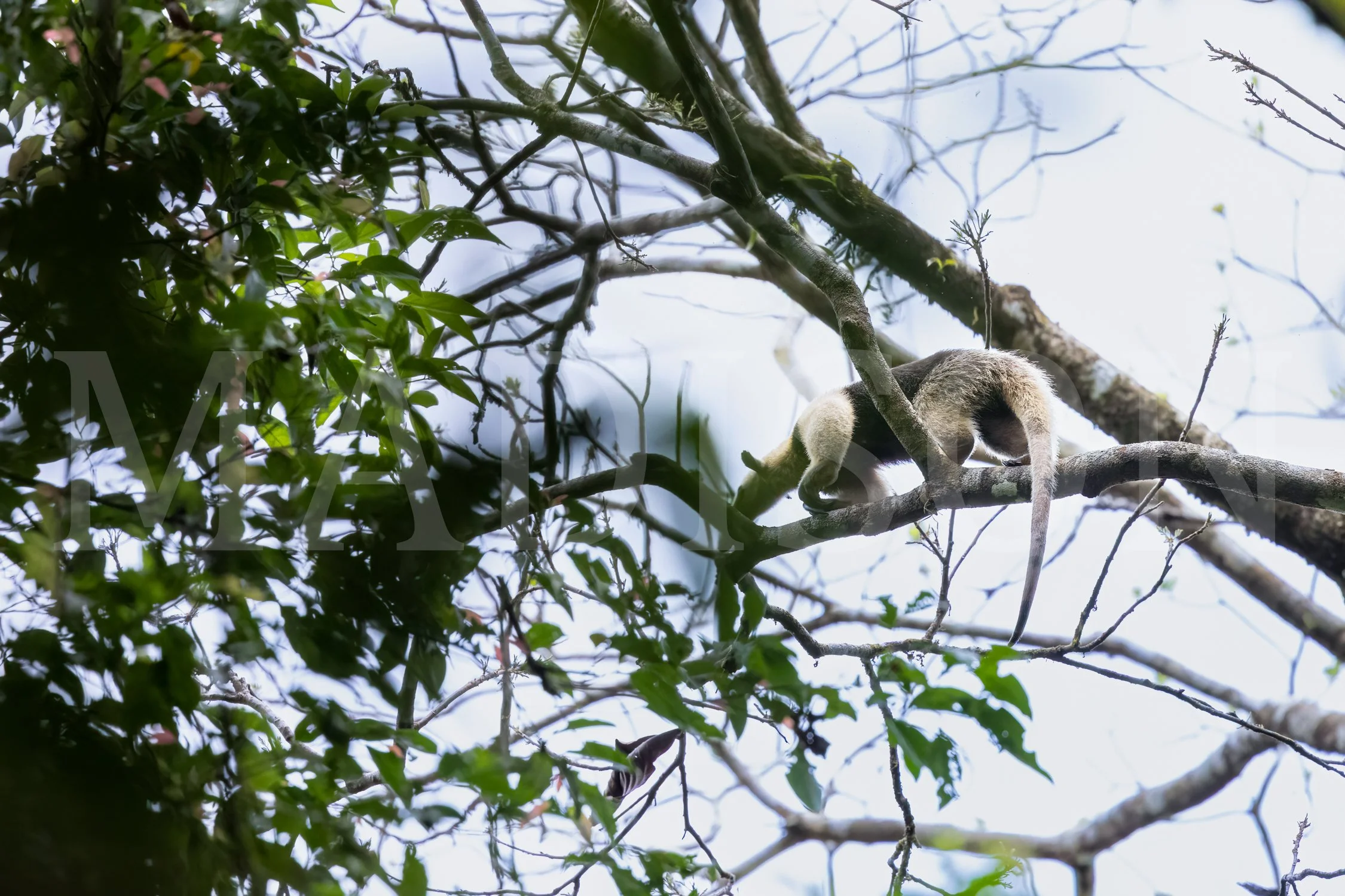 Unexpected Climber