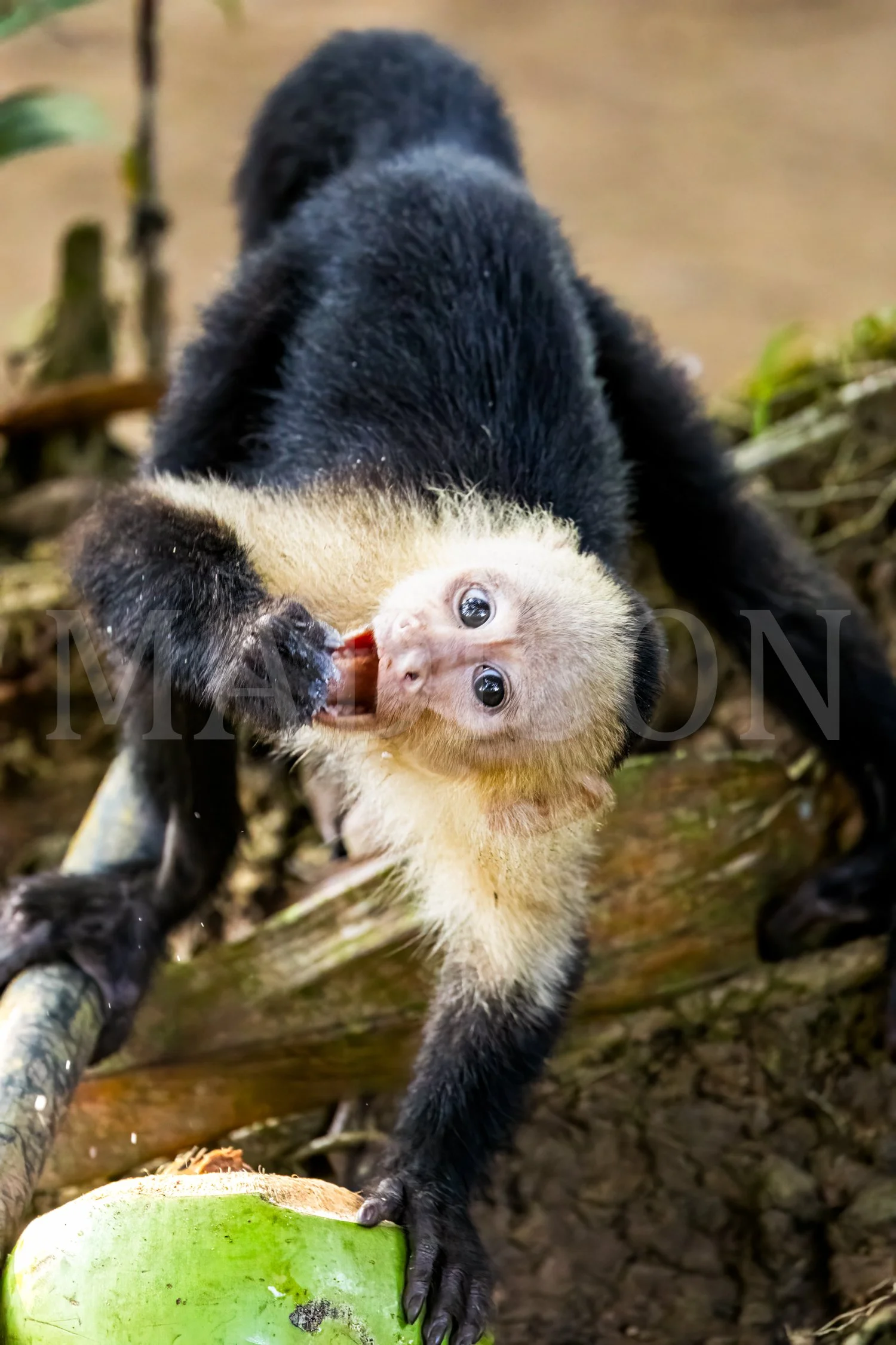 Coconut Craze
