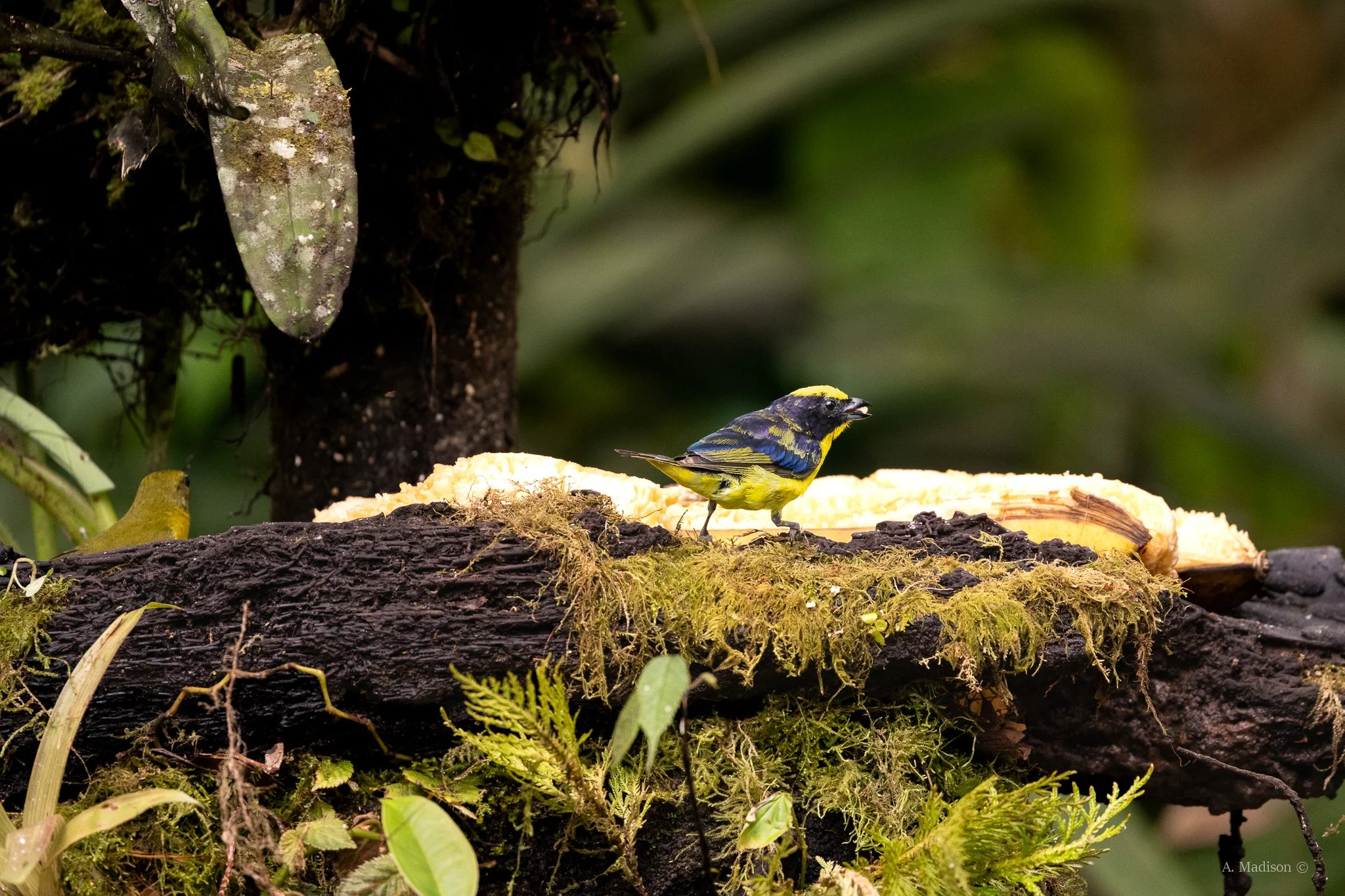 Thick Billed Euphonia