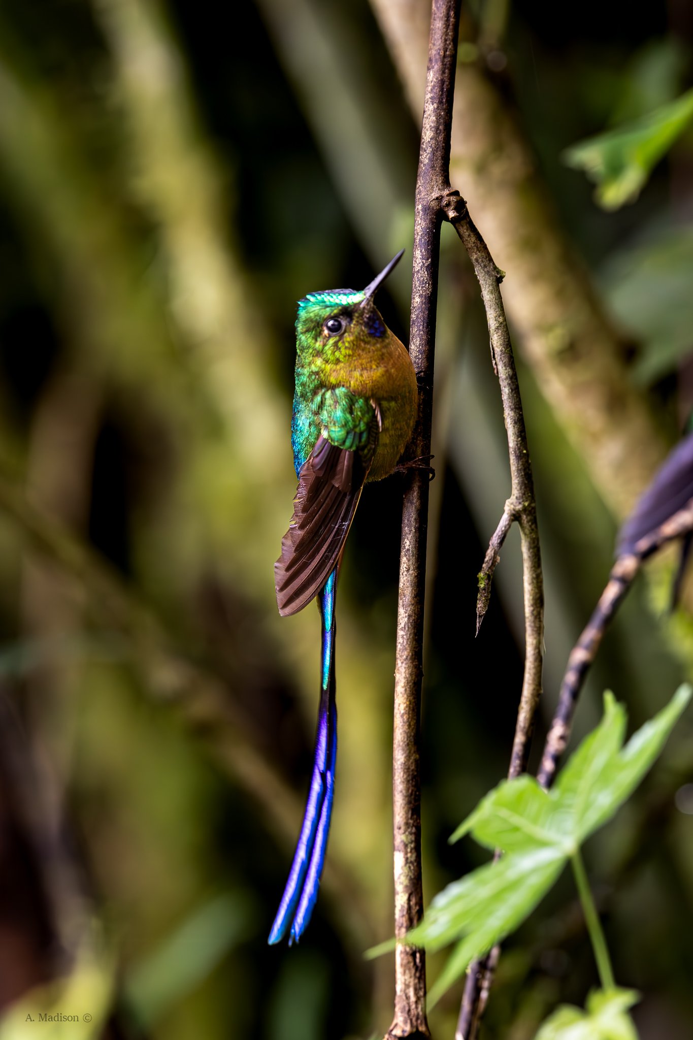 Long Tailed Sylph
