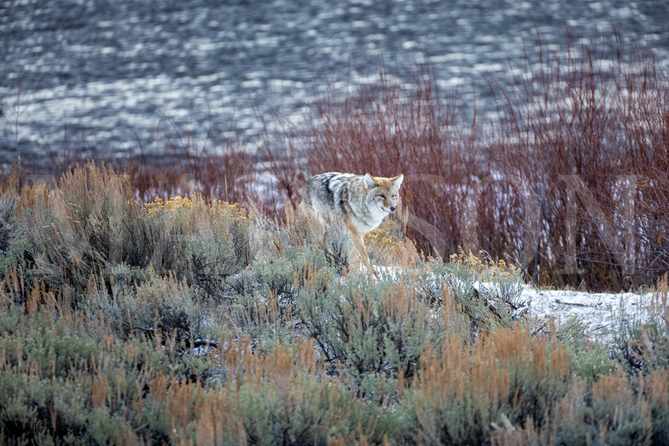 Coyote Strut