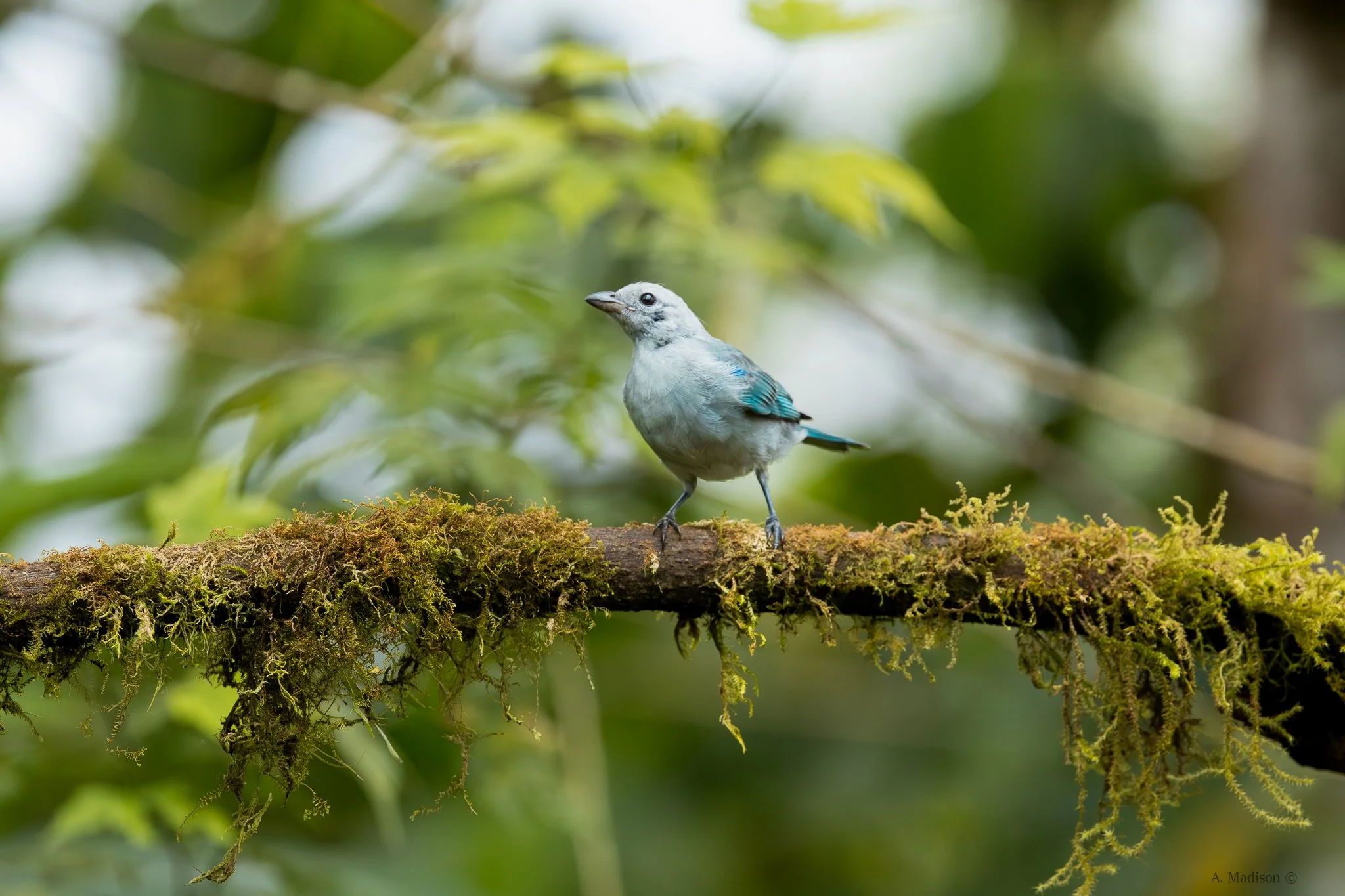 Tweet Tweet Tanager