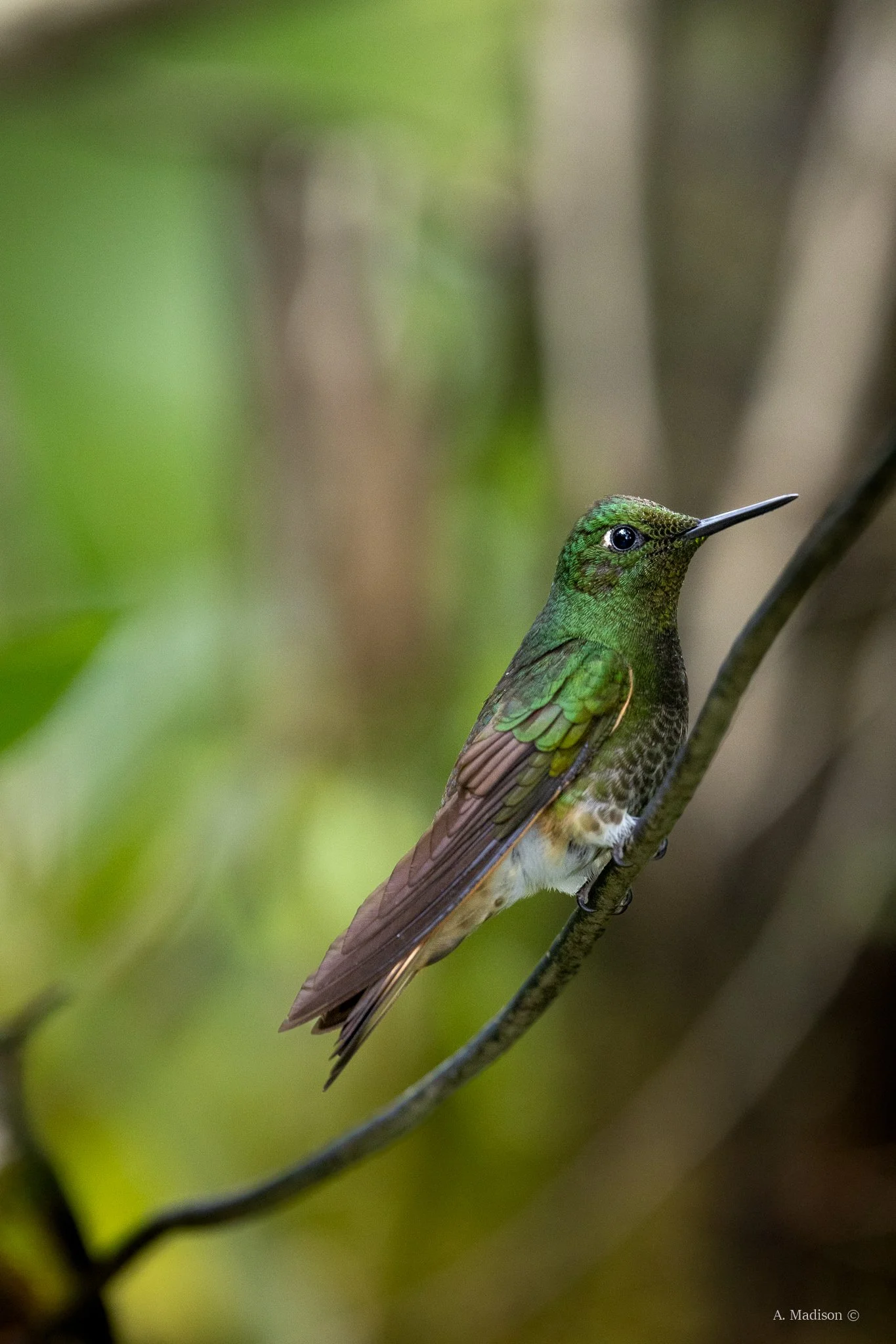 Buff Tailed Coronet