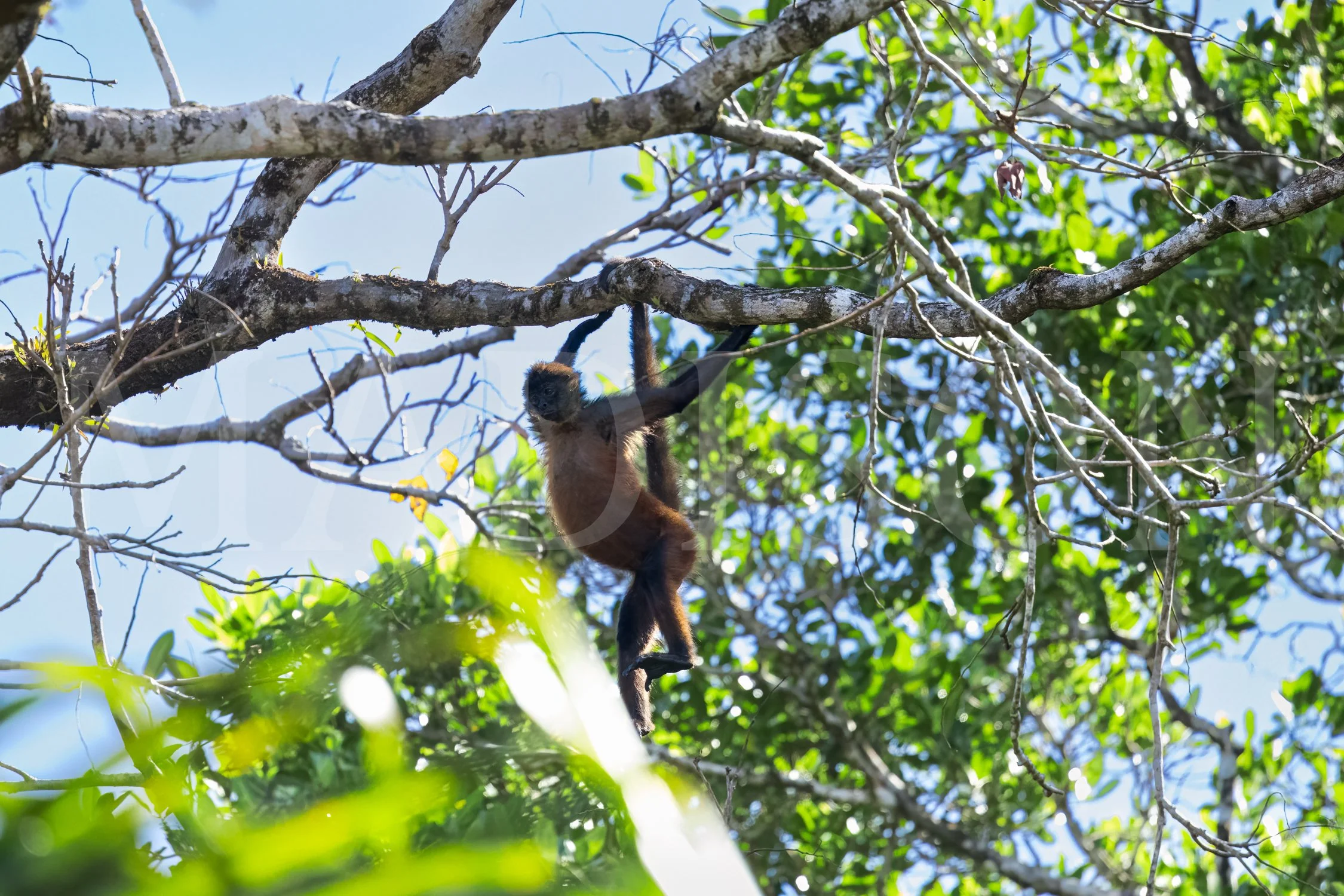 Spider Monkey