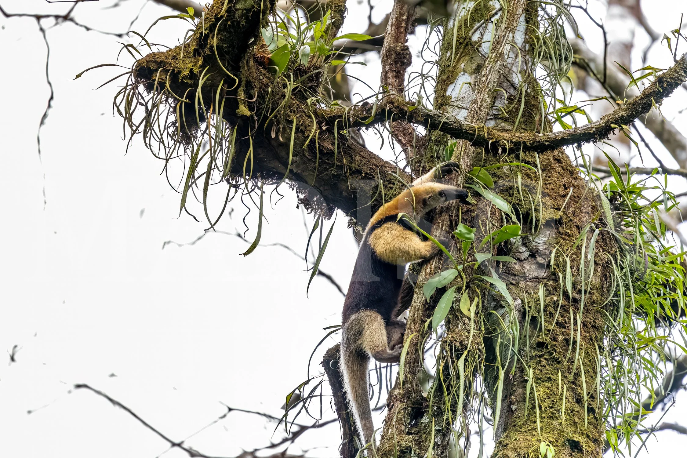 Anteater Scaling the Heights