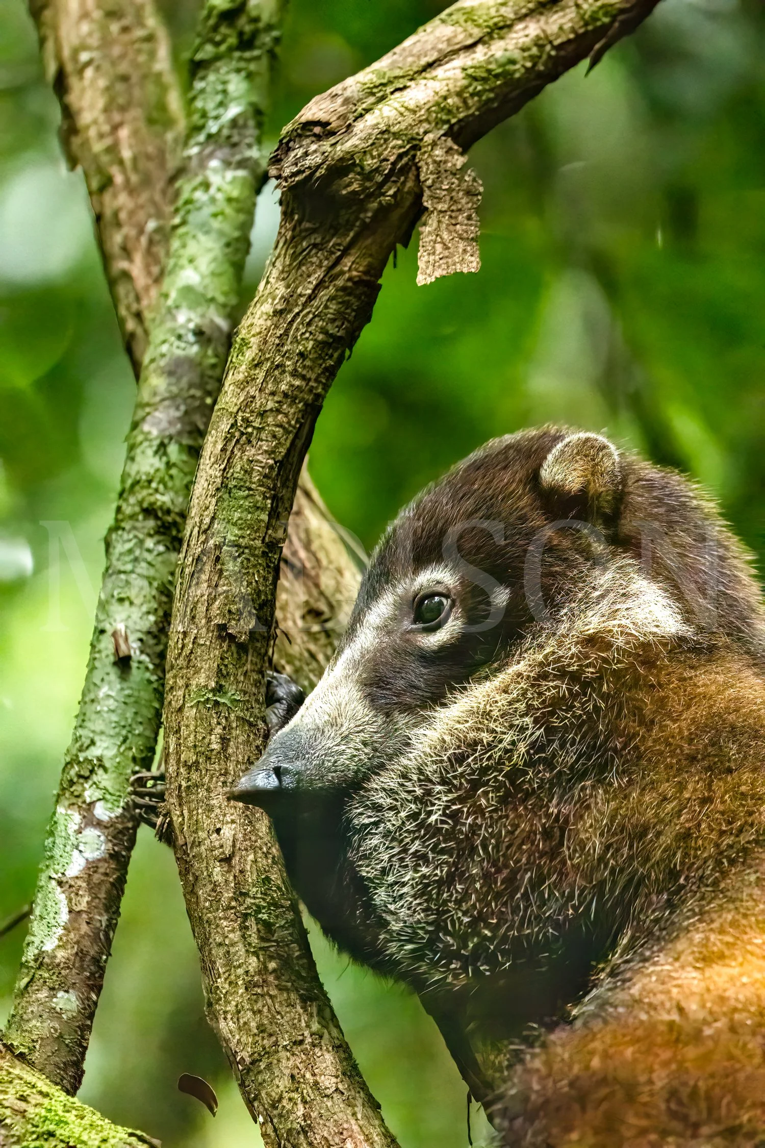 Cozy Coati