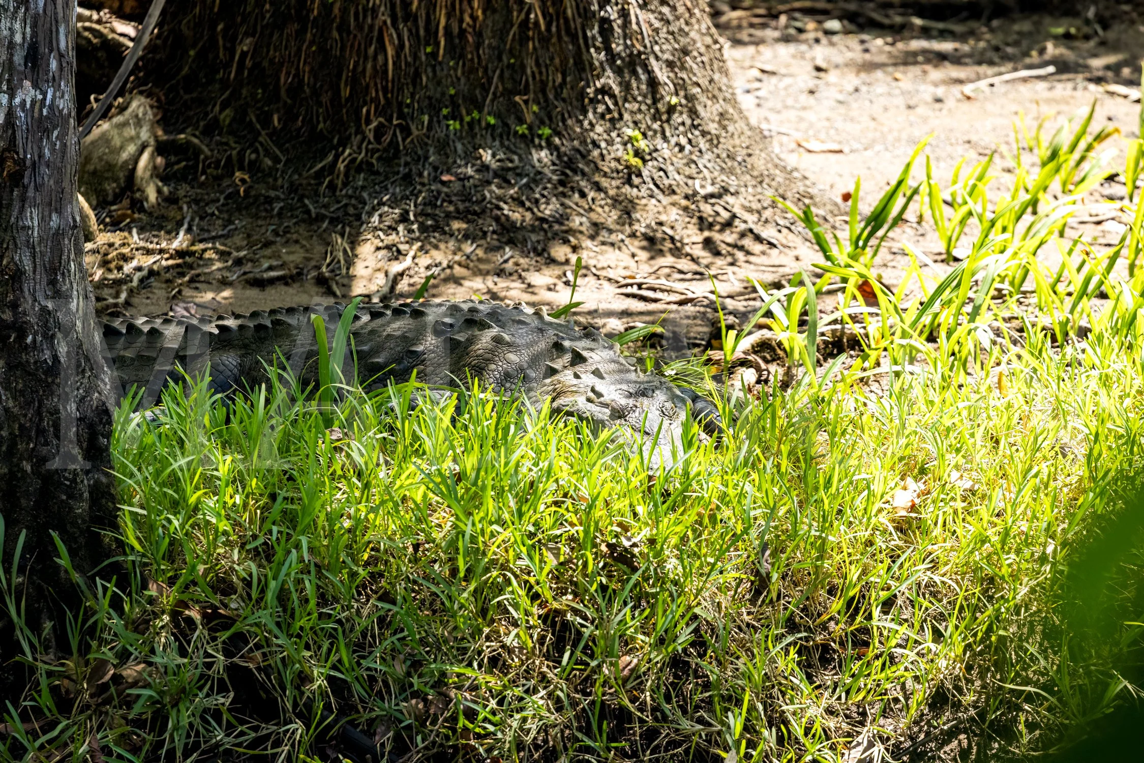 Stealth Of The Crocodile