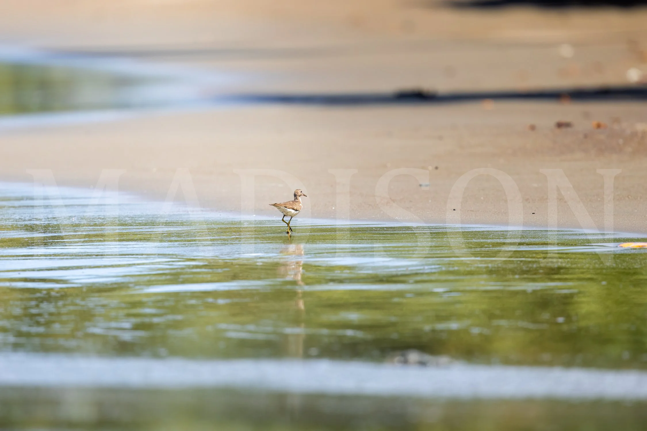 Sandpiper Tide