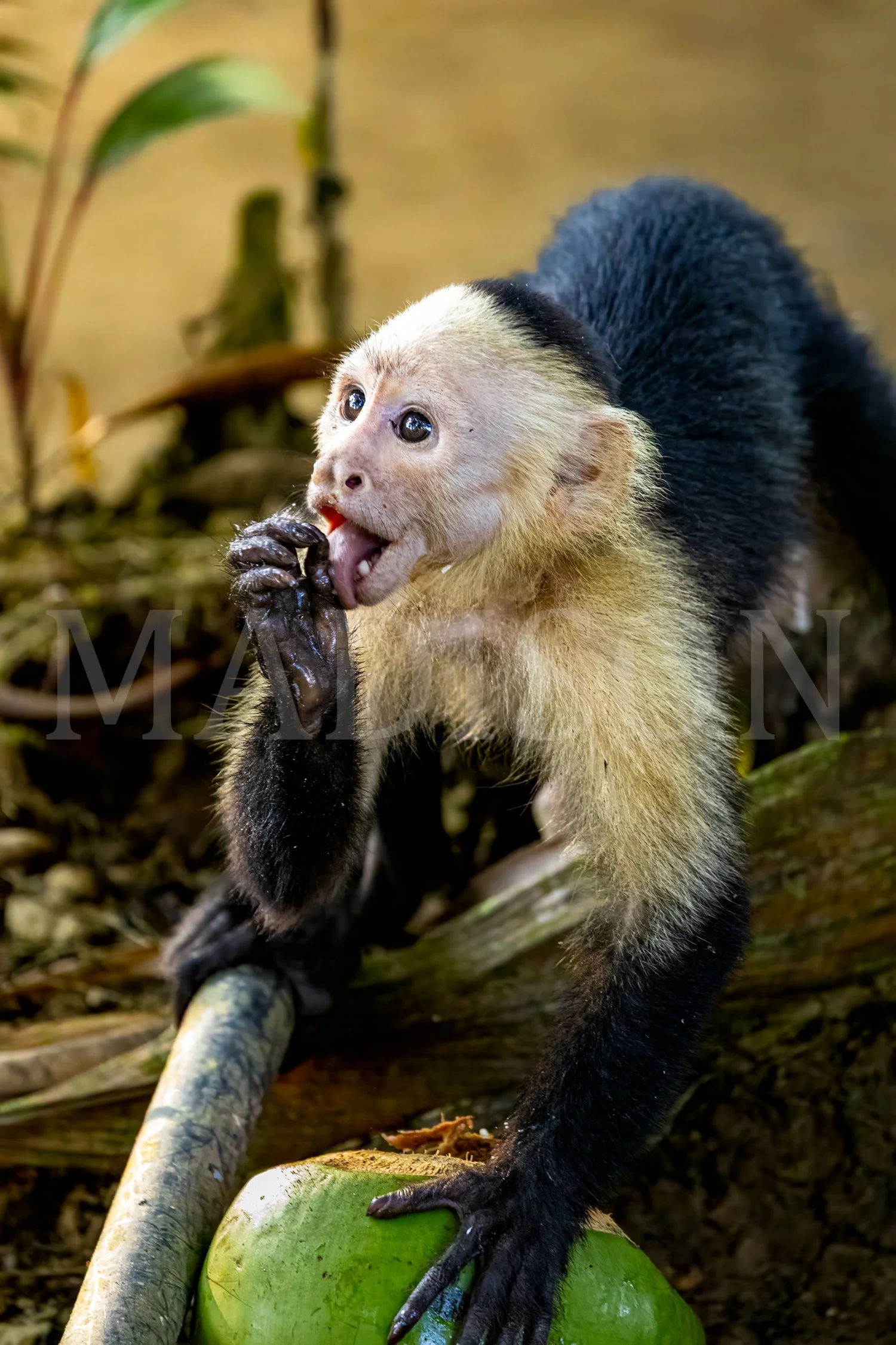 Coconut Lick