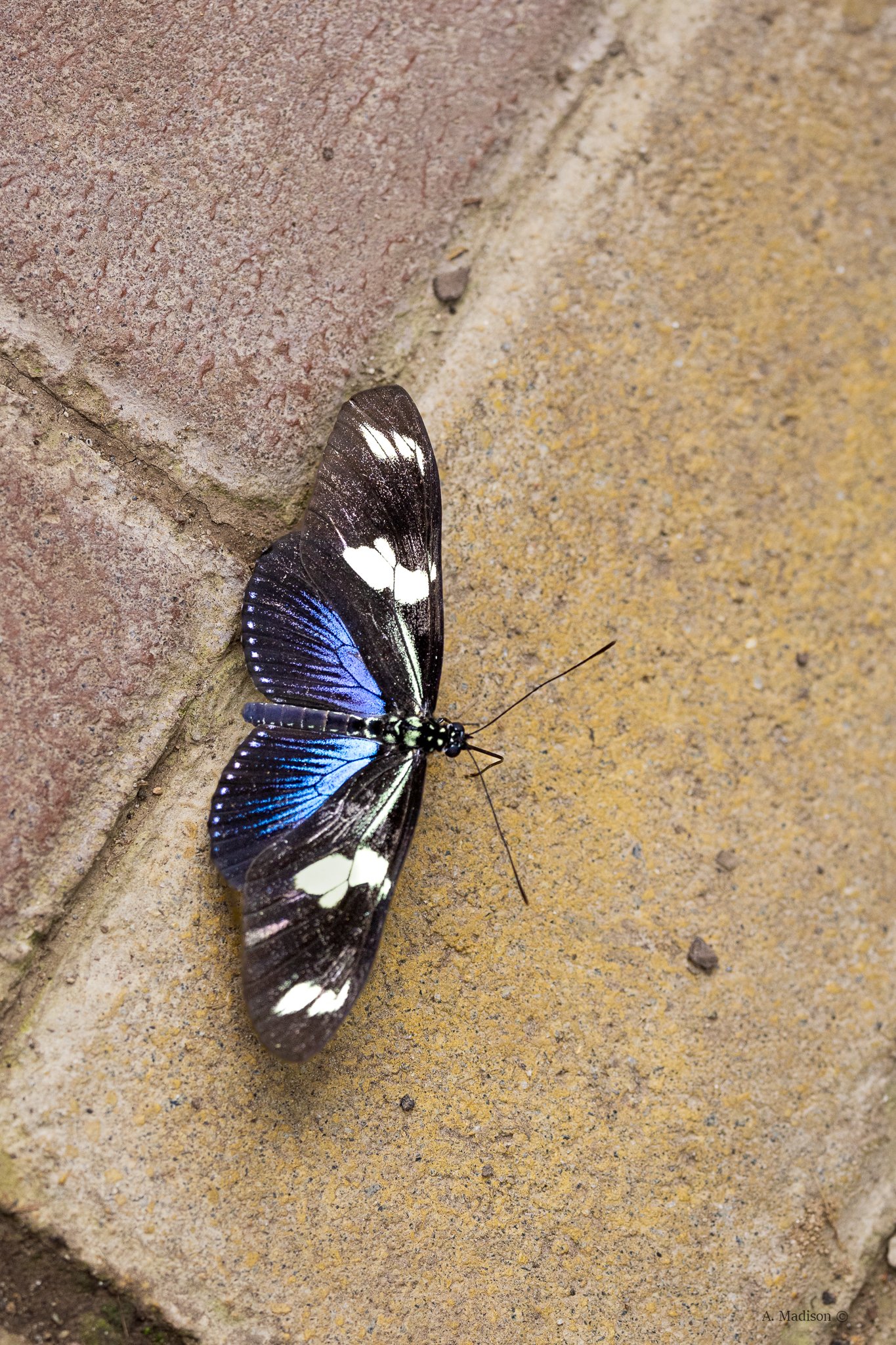 Heliconius Doris