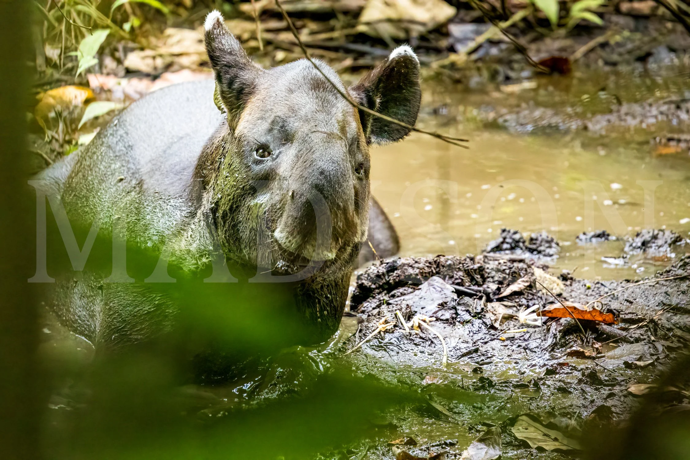 Tapir Spa Day