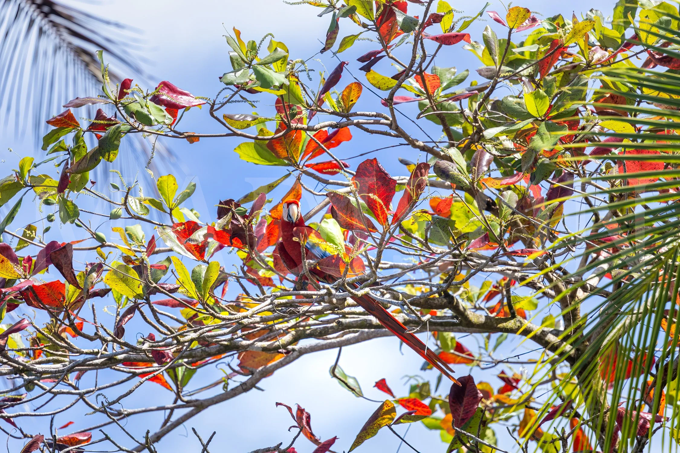 Feathers Among Leaves