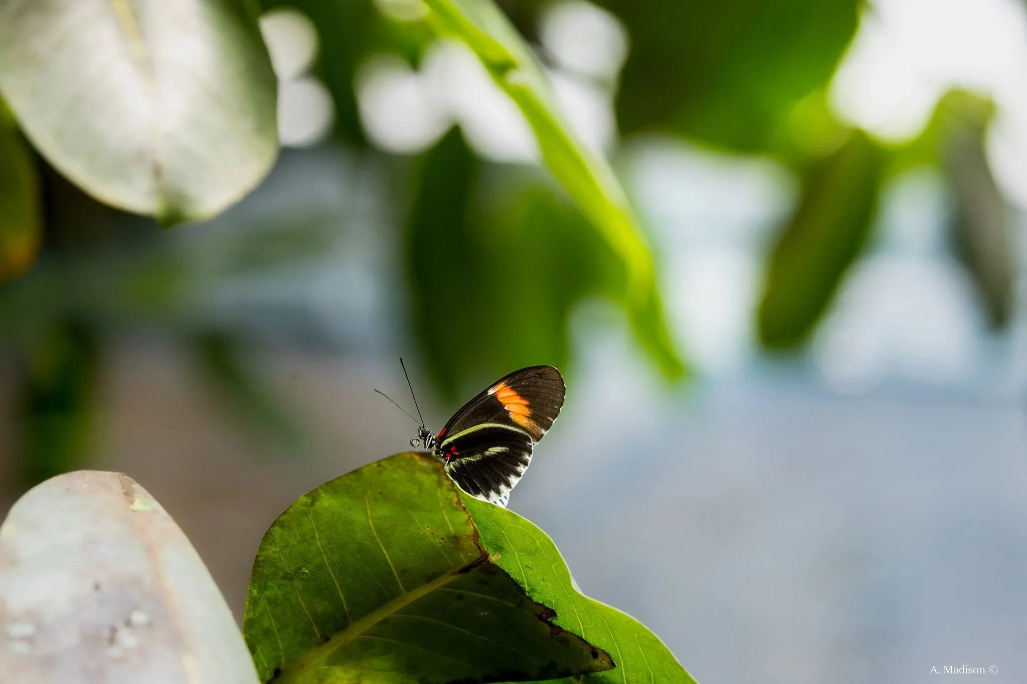 Heliconius butterfly photography artwork by Captured Lens featuring stunning wildlife and nature detail.