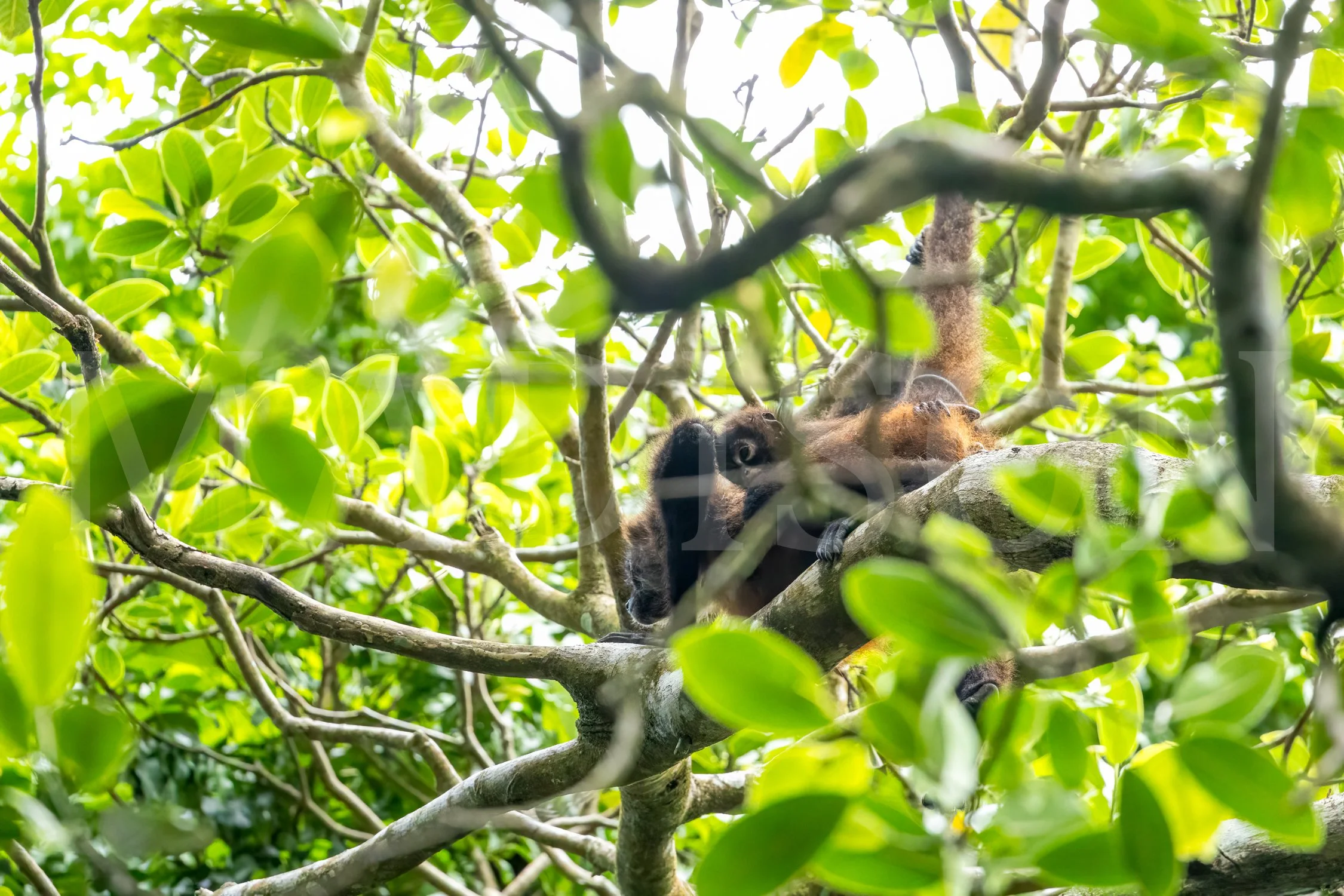 Baby Spider Monkey