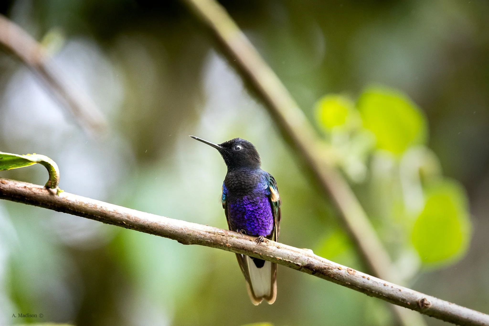 Purple Jungle