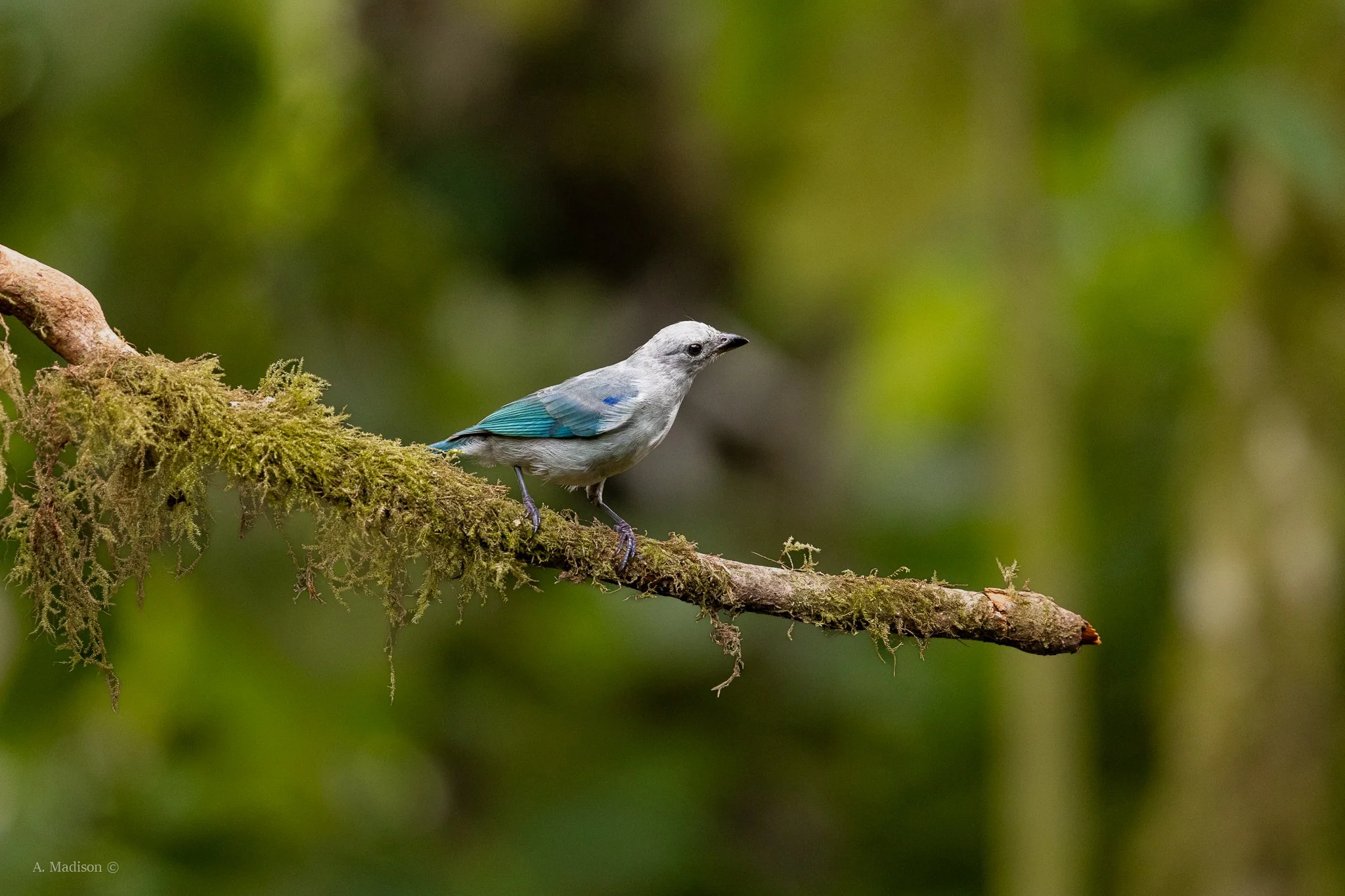 Blue-Grey Tanager