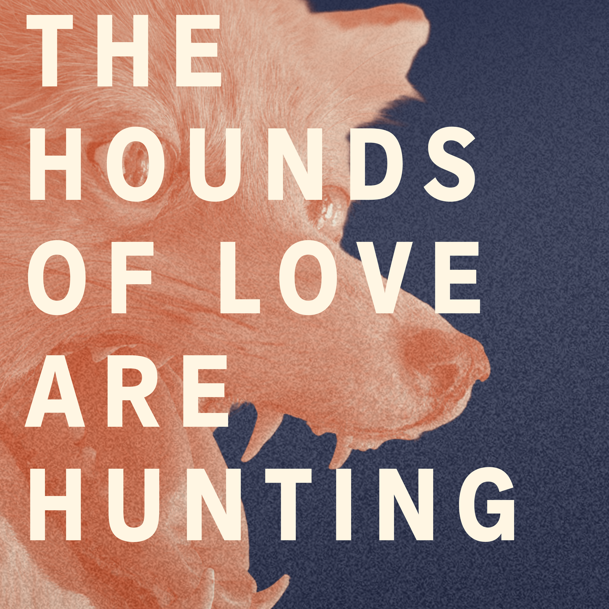 Hounds of Love