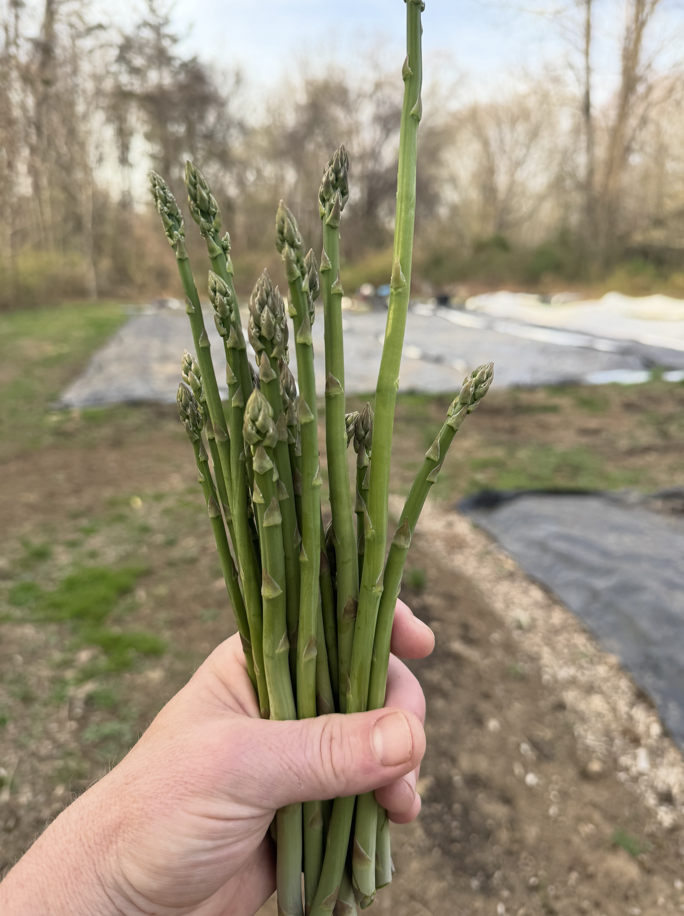 Spring Asparagus