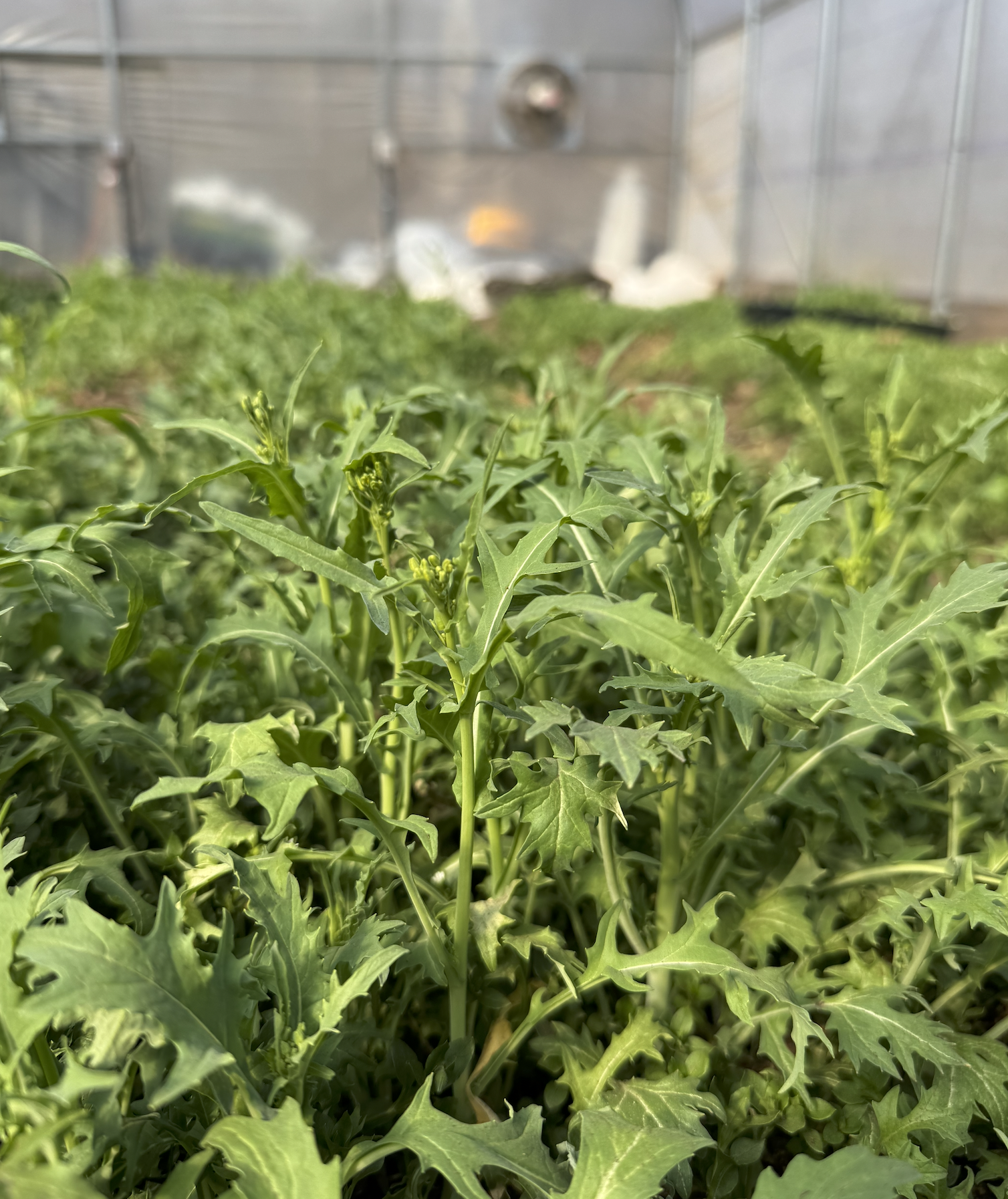 Screenshot 2026-03-30 at 8.21.55 PM.png