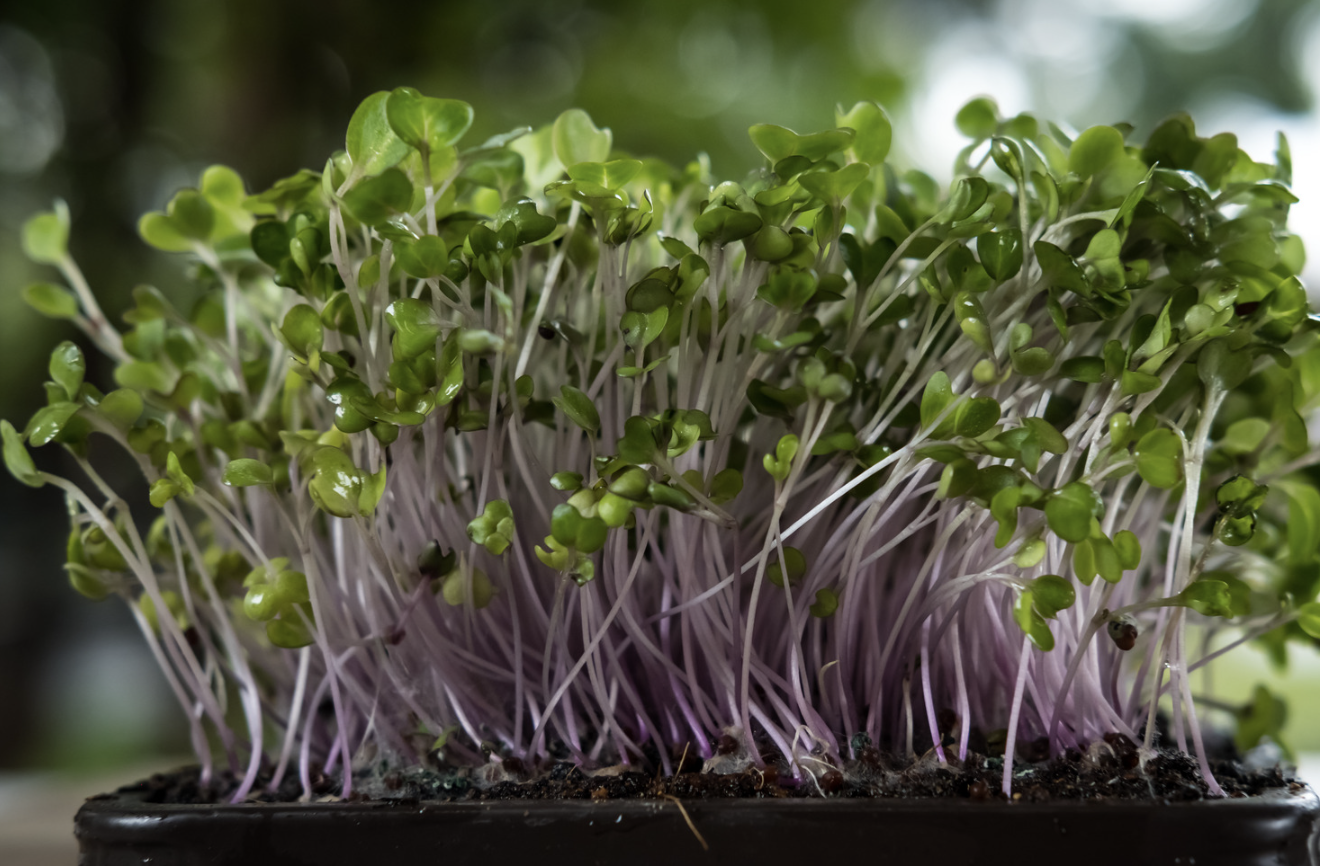 Screenshot 2026-04-18 at 8.50.46 PM.png