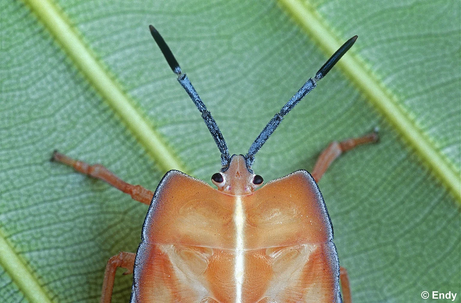 Nymph Up Close (pycanum rubens) | Singapore Botanic Gardens