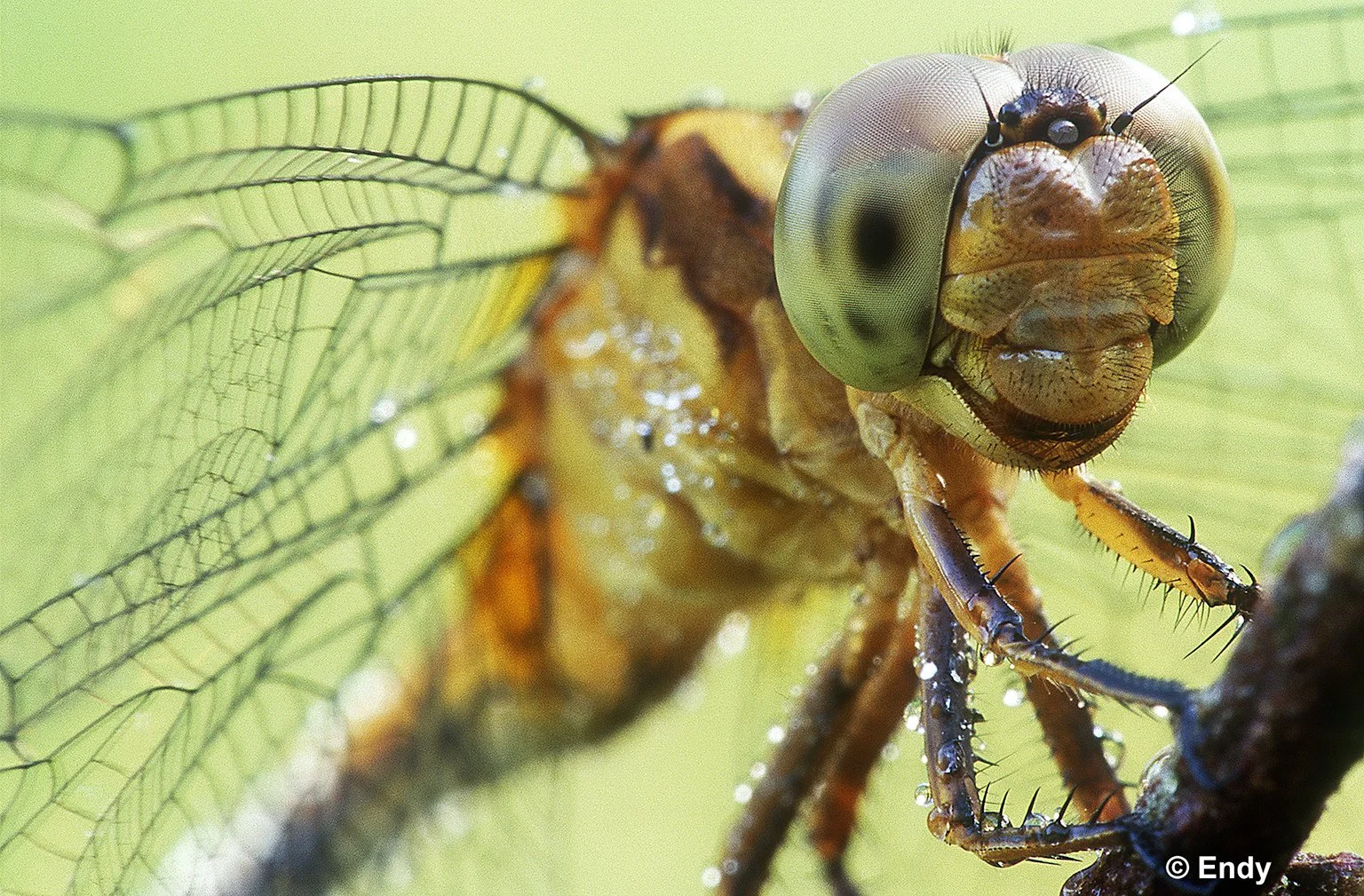 ND - portrait of a skimmer   1536 - windsor nature park.jpg